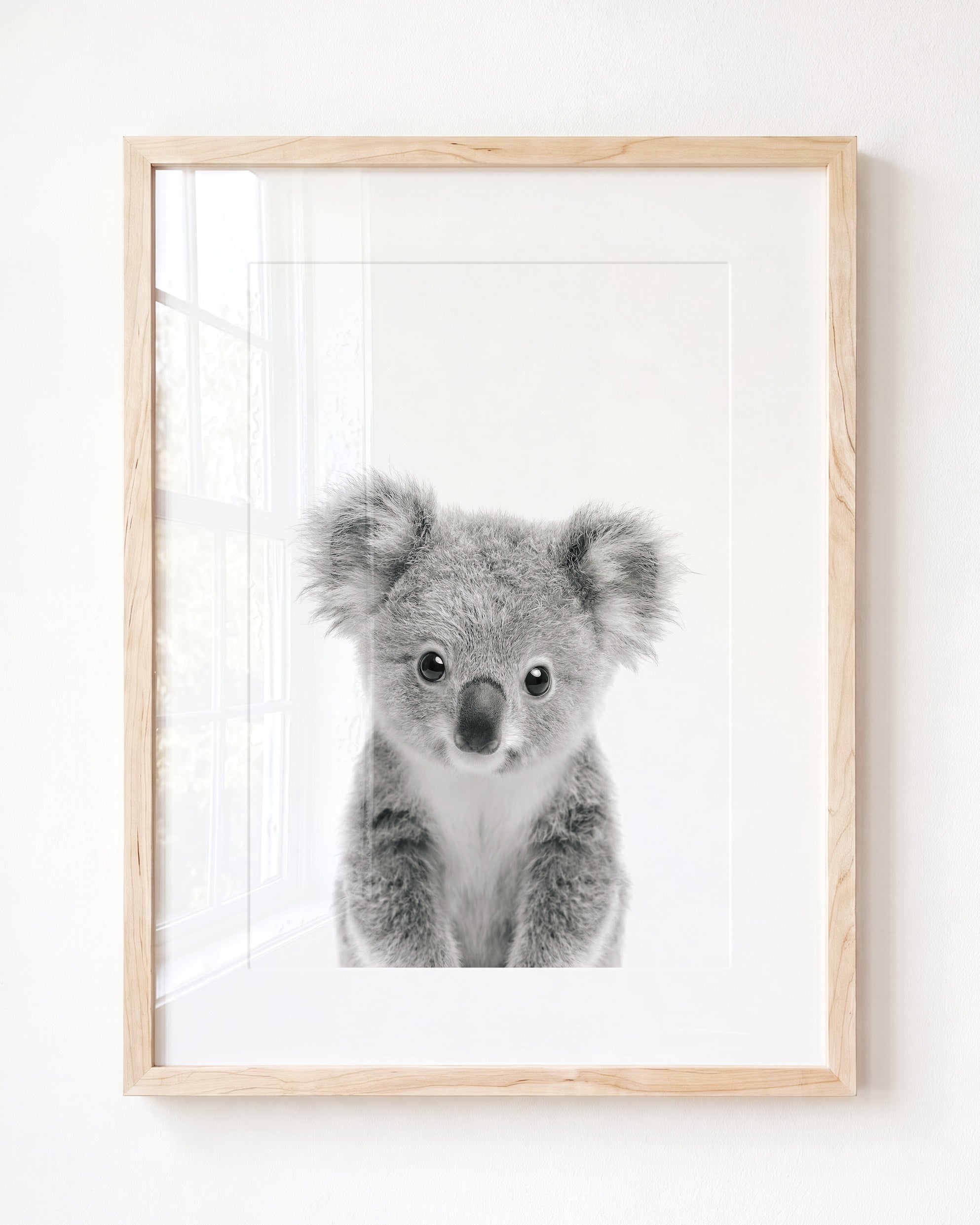 Baby Koala