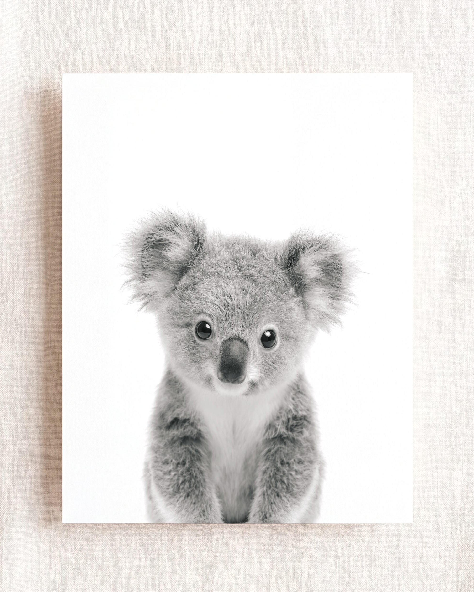 Baby Koala