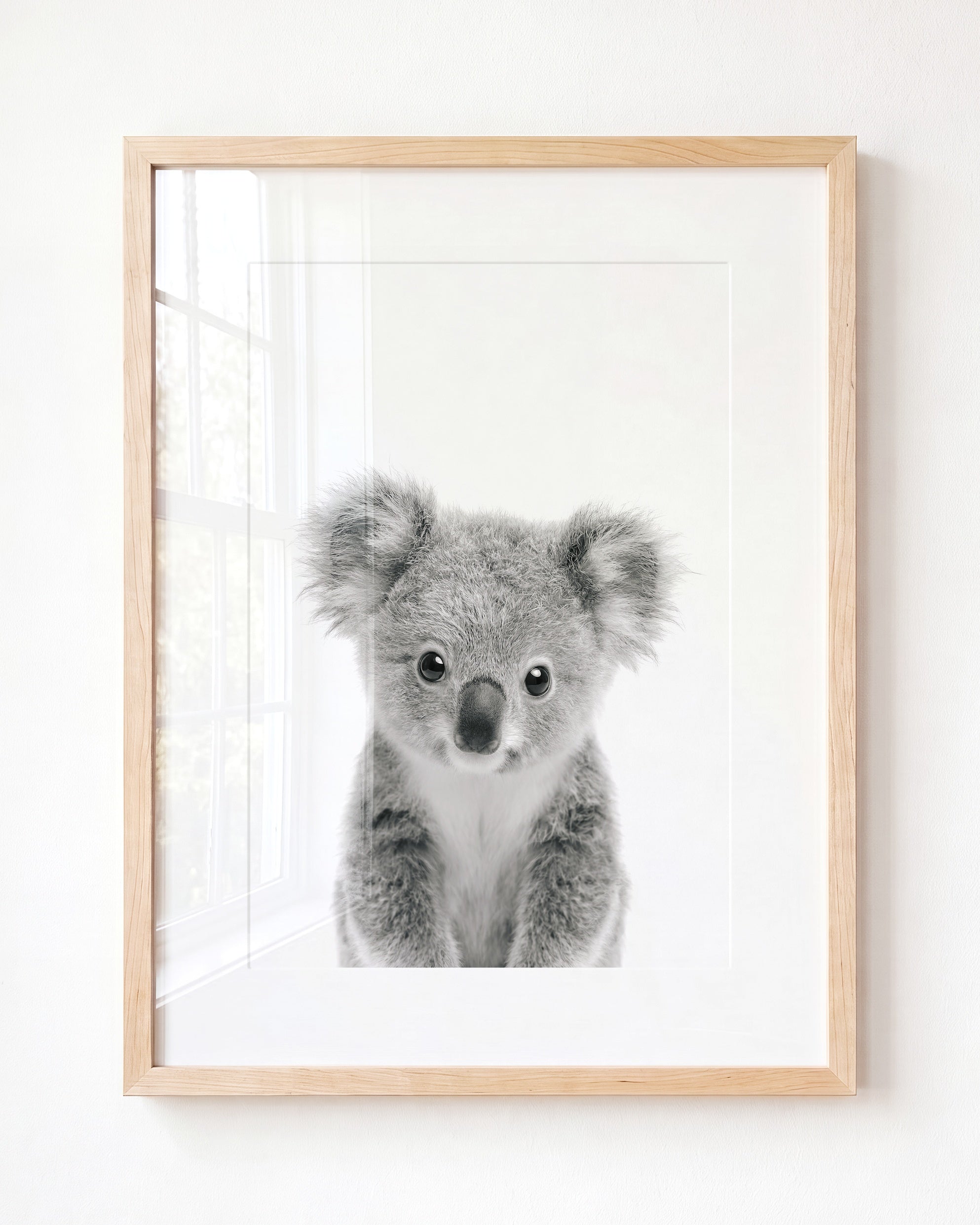 Baby Koala