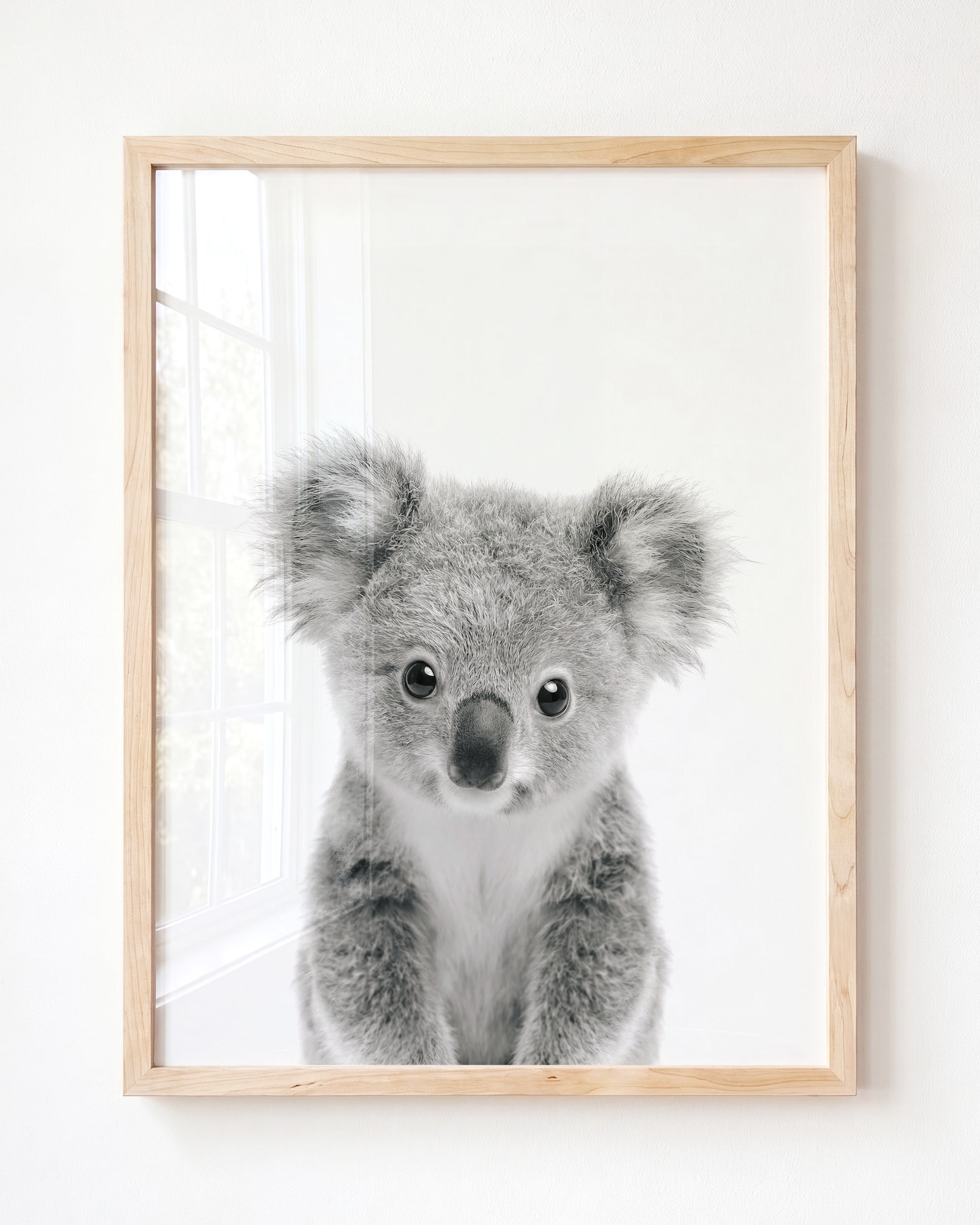 Baby Koala