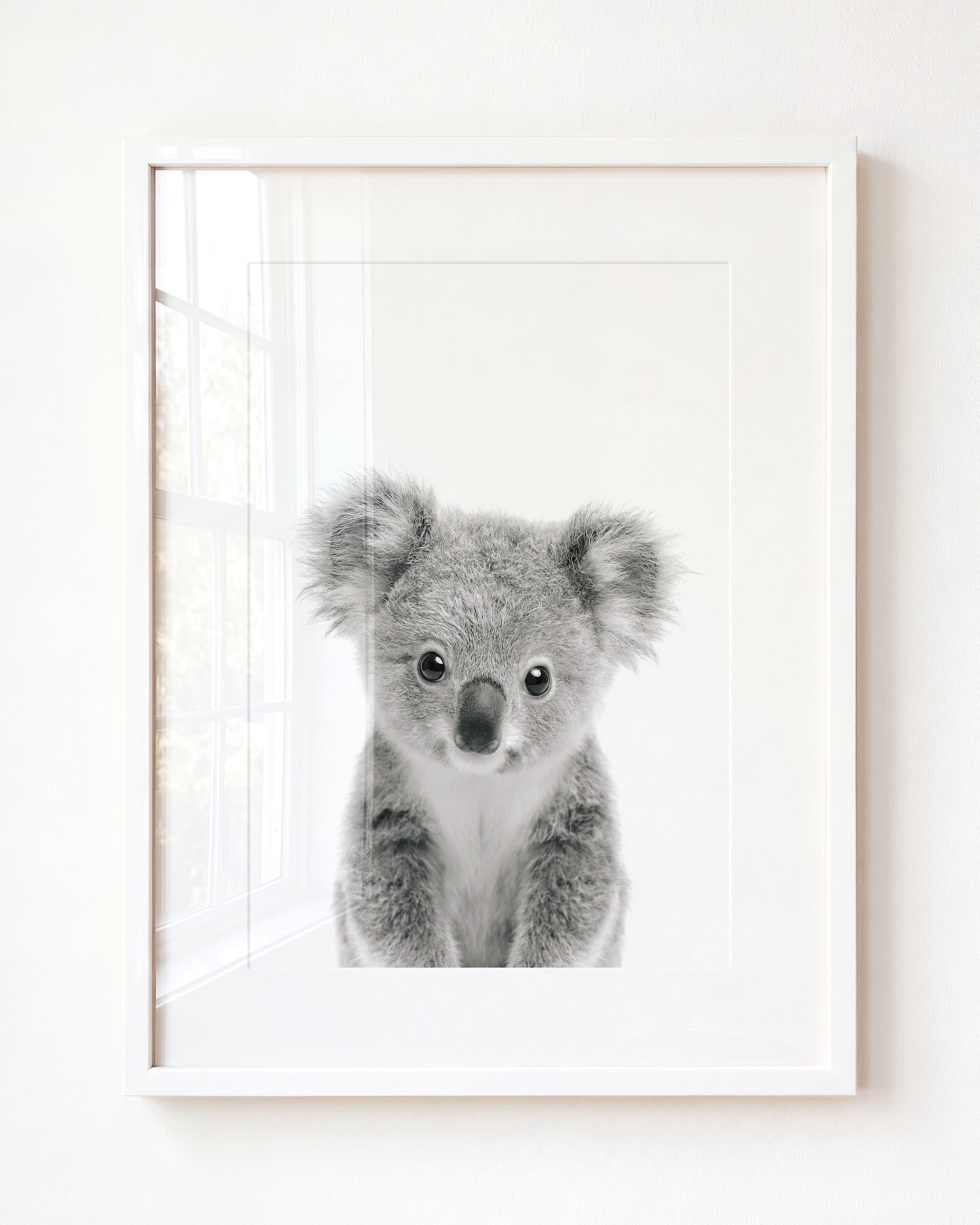 Baby Koala
