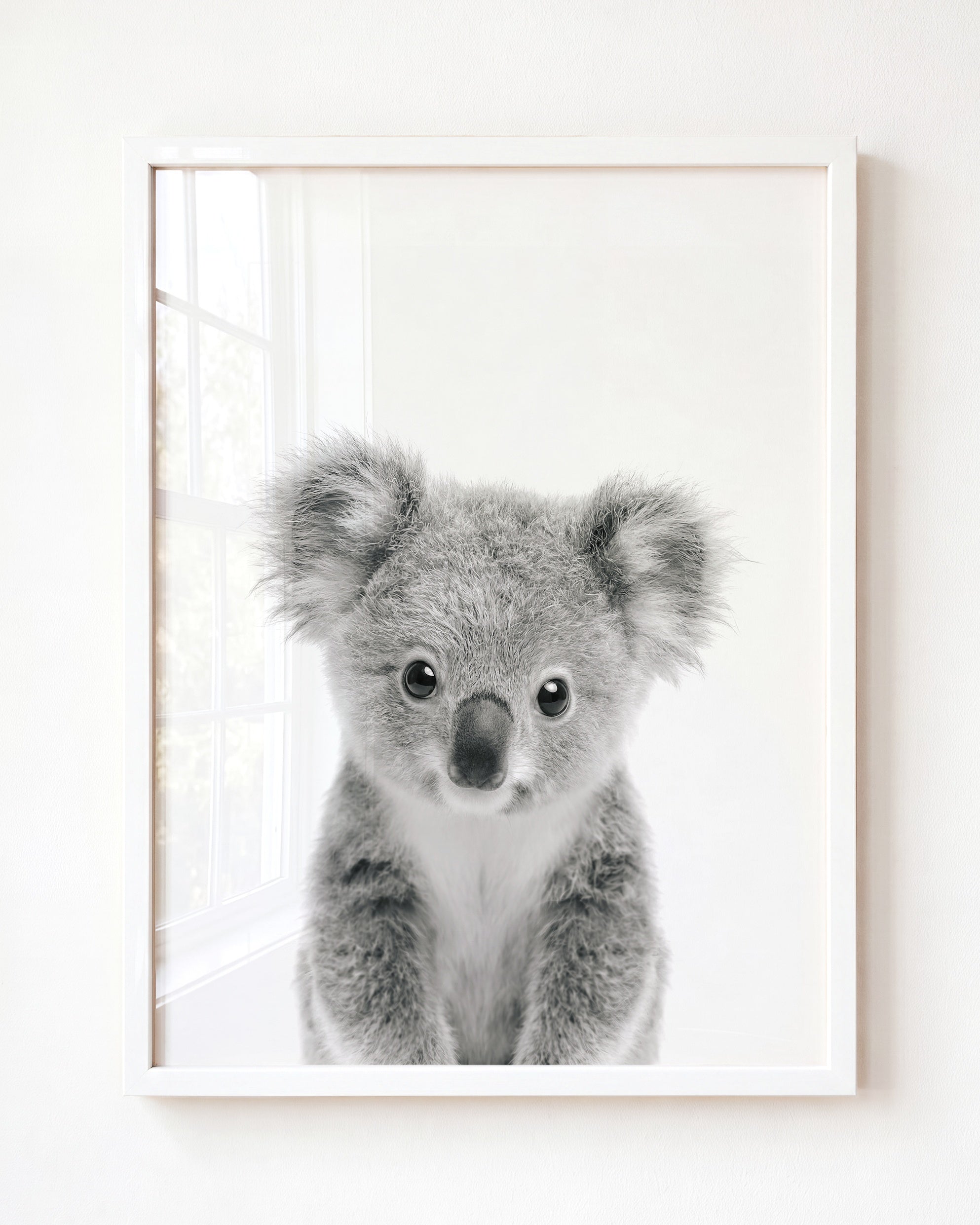 Baby Koala