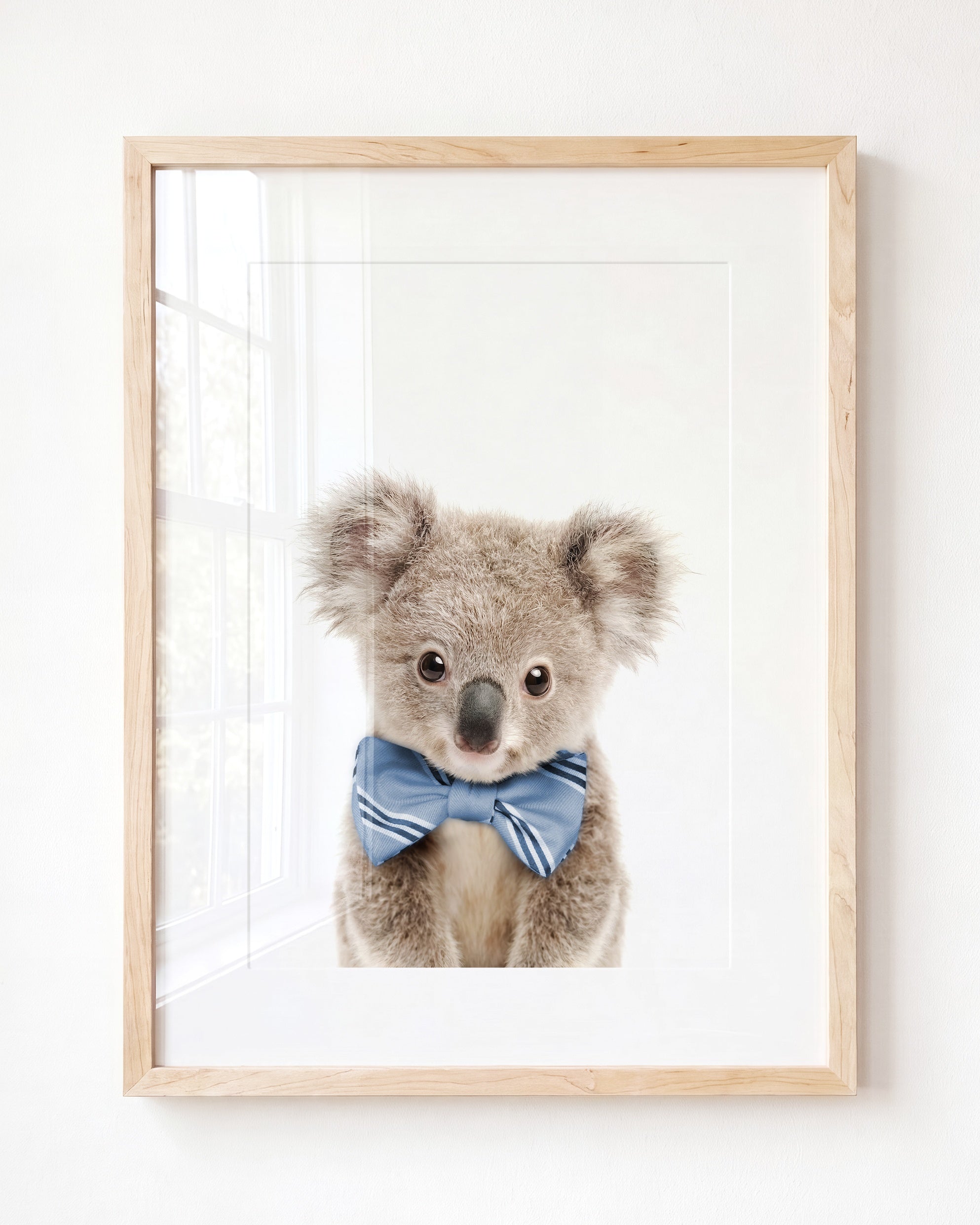 Baby Koala