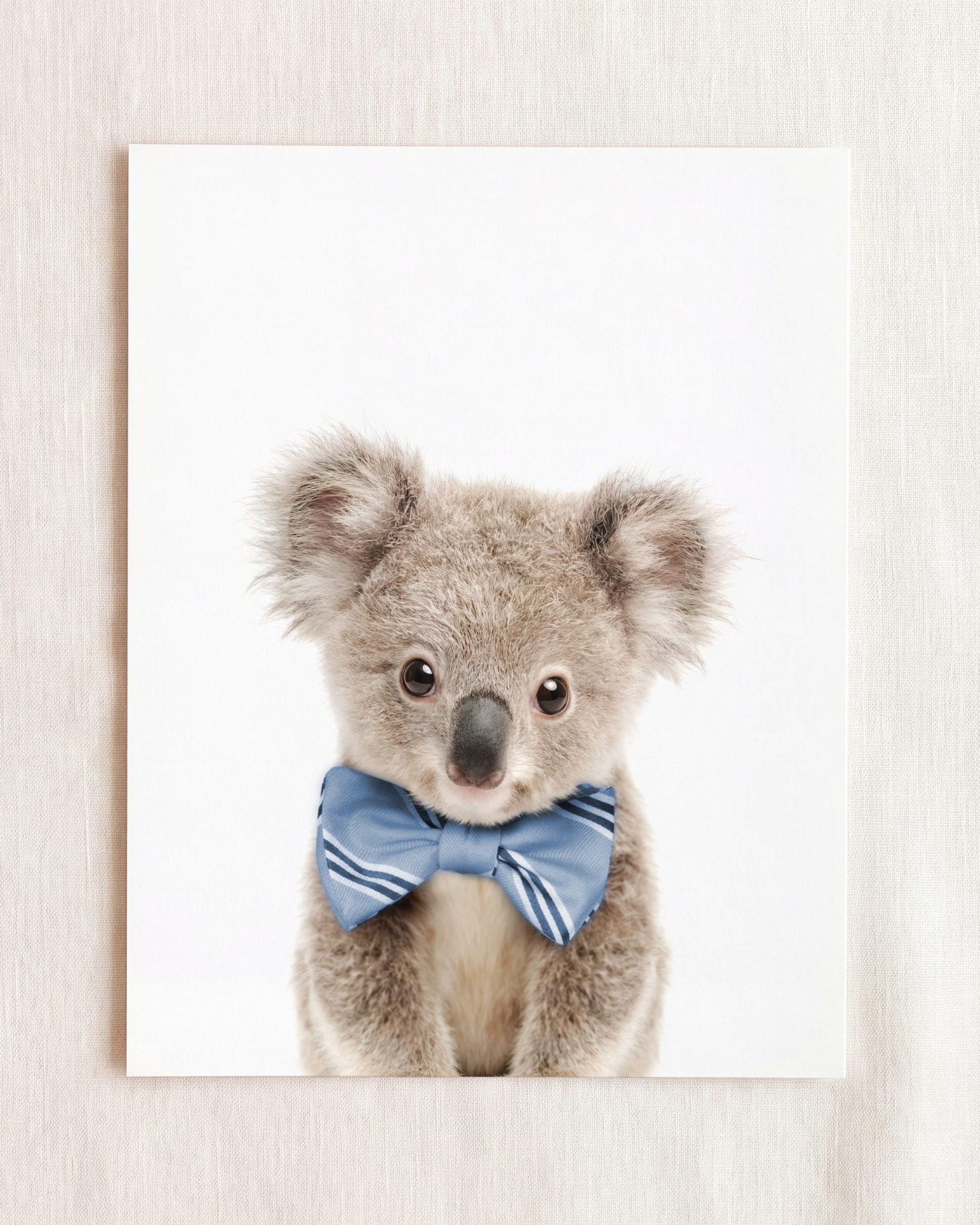 Baby Koala