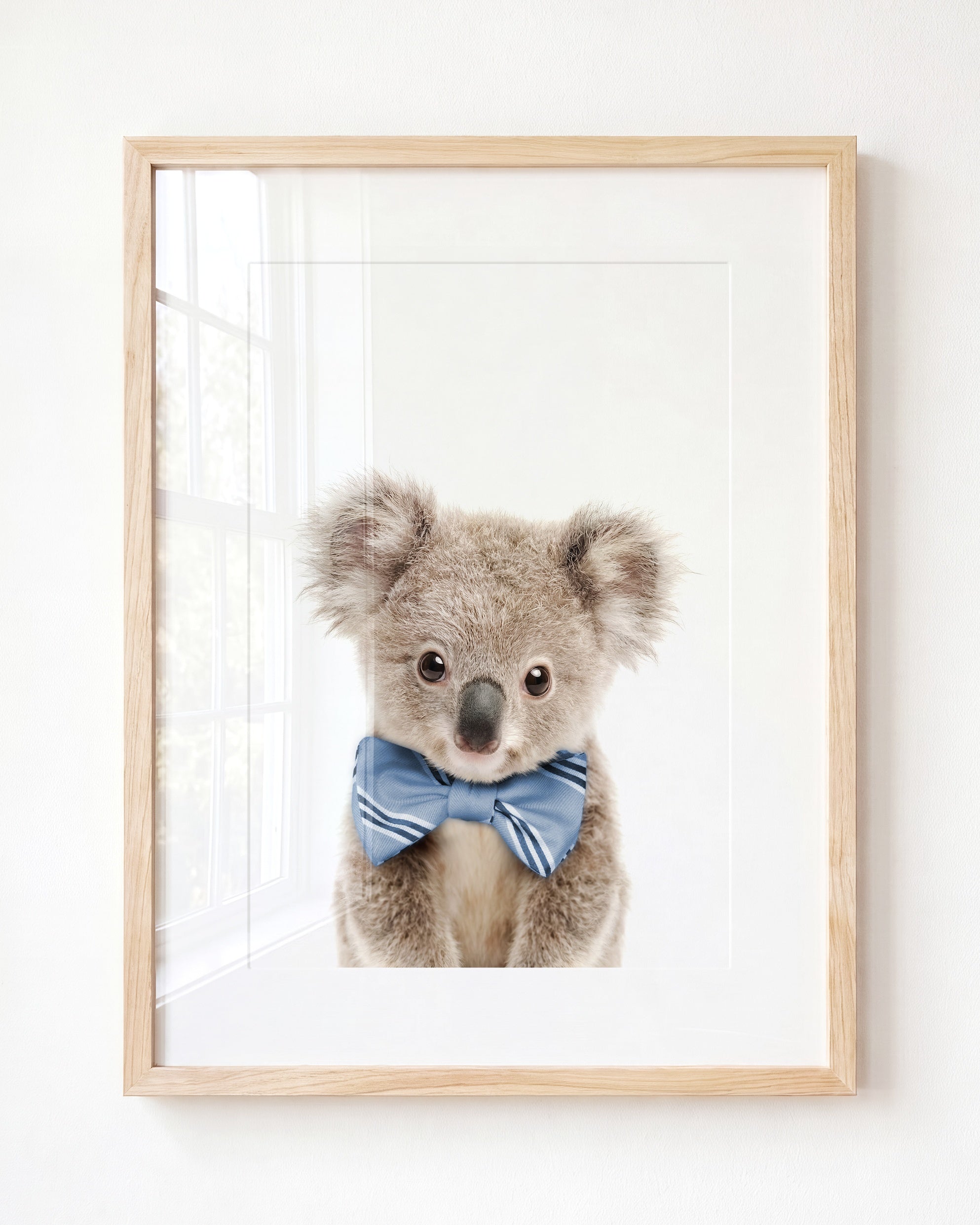 Baby Koala