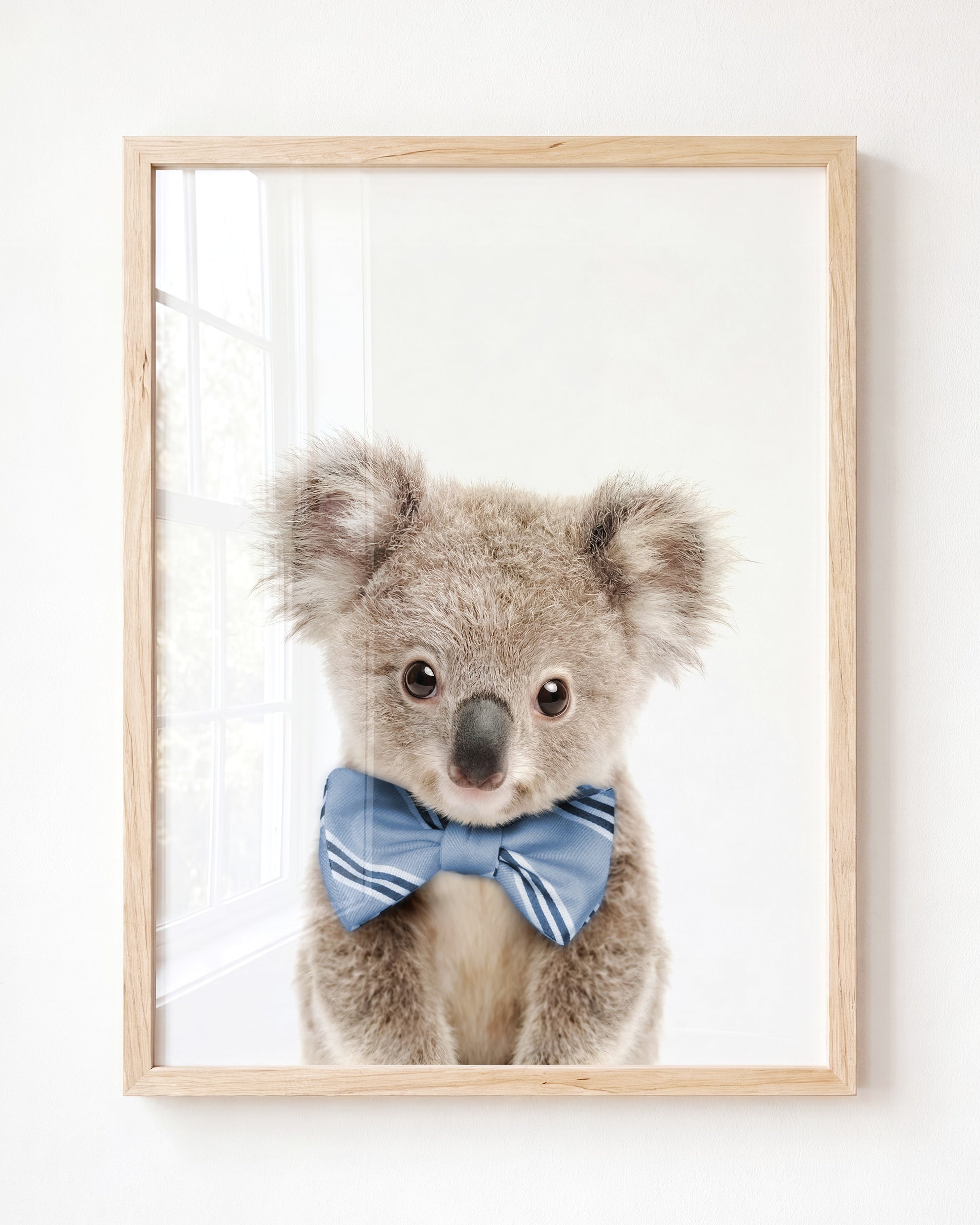 Baby Koala