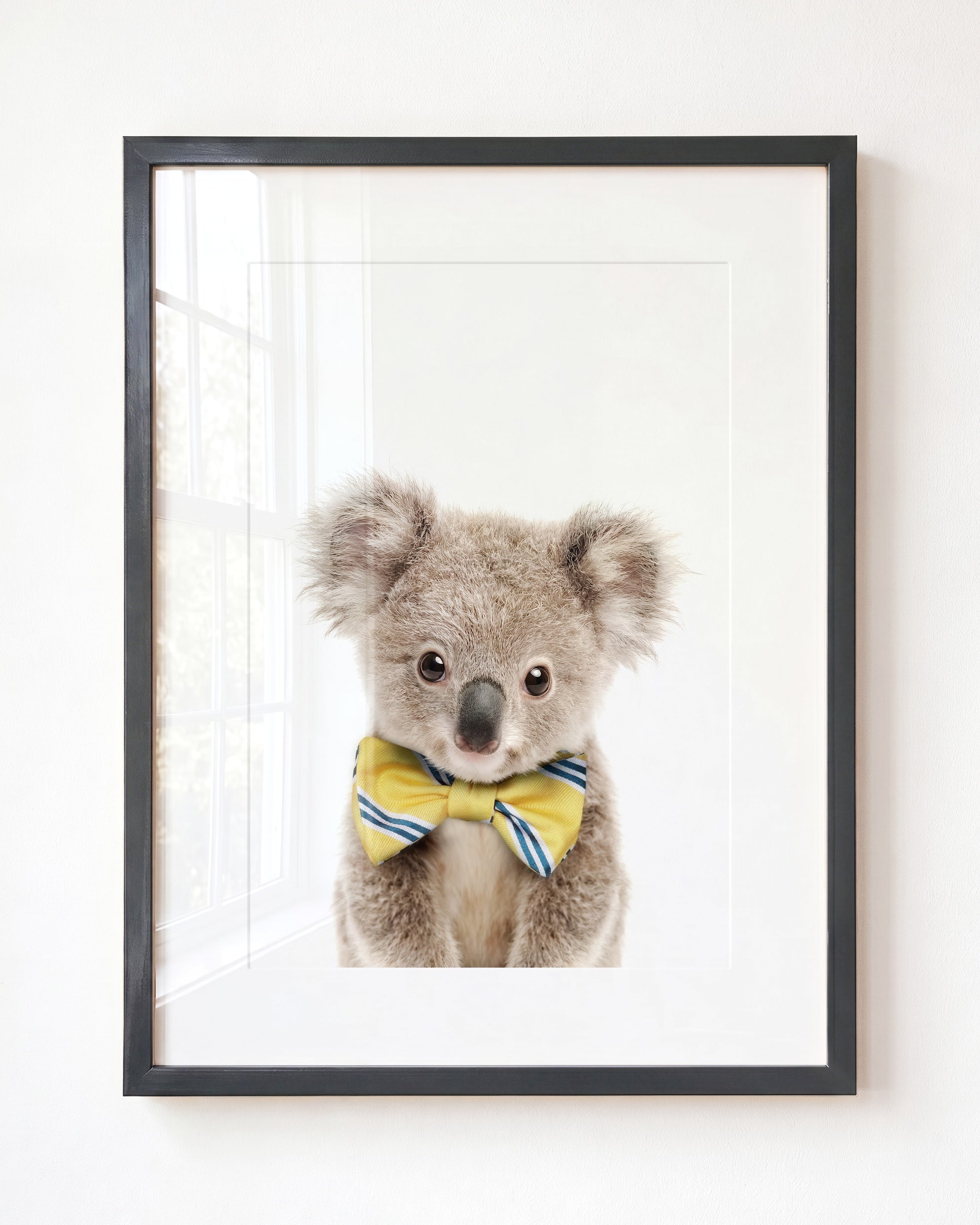Baby Koala