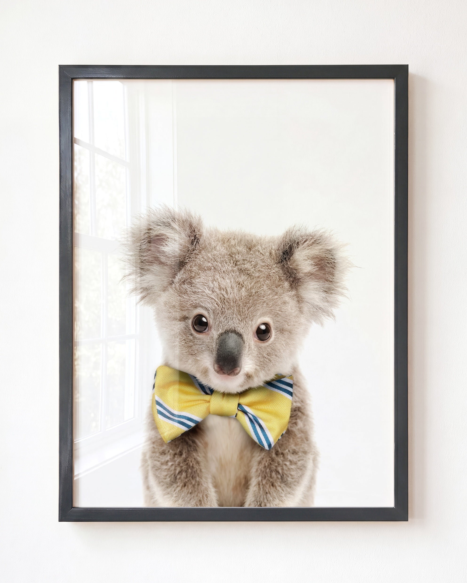 Baby Koala