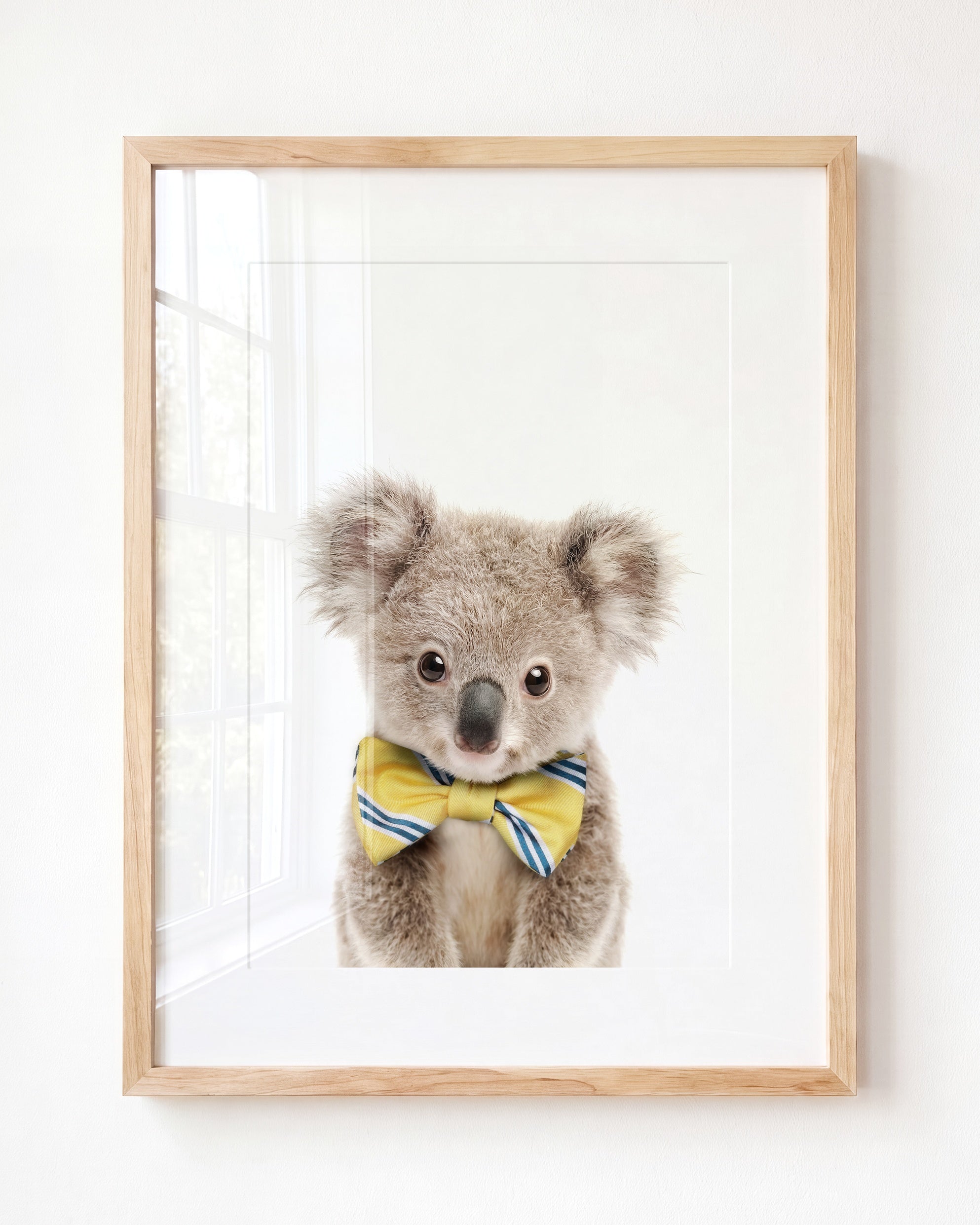 Baby Koala
