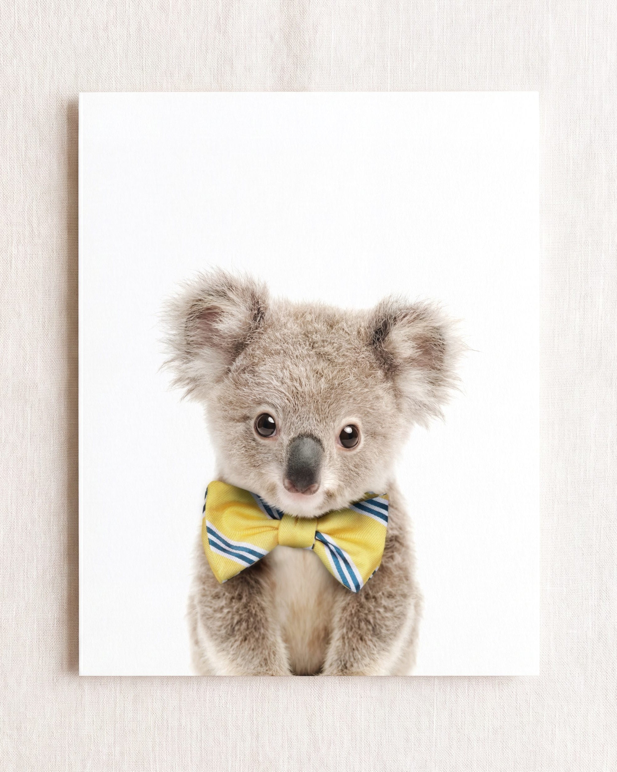 Baby Koala