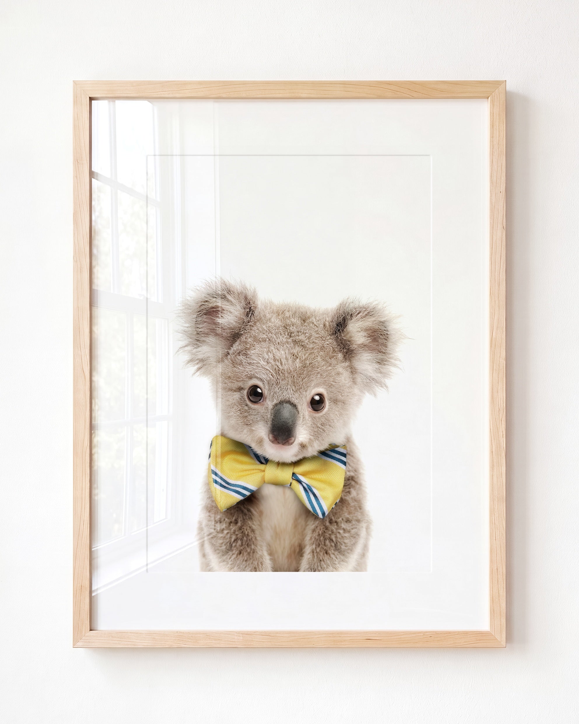 Baby Koala