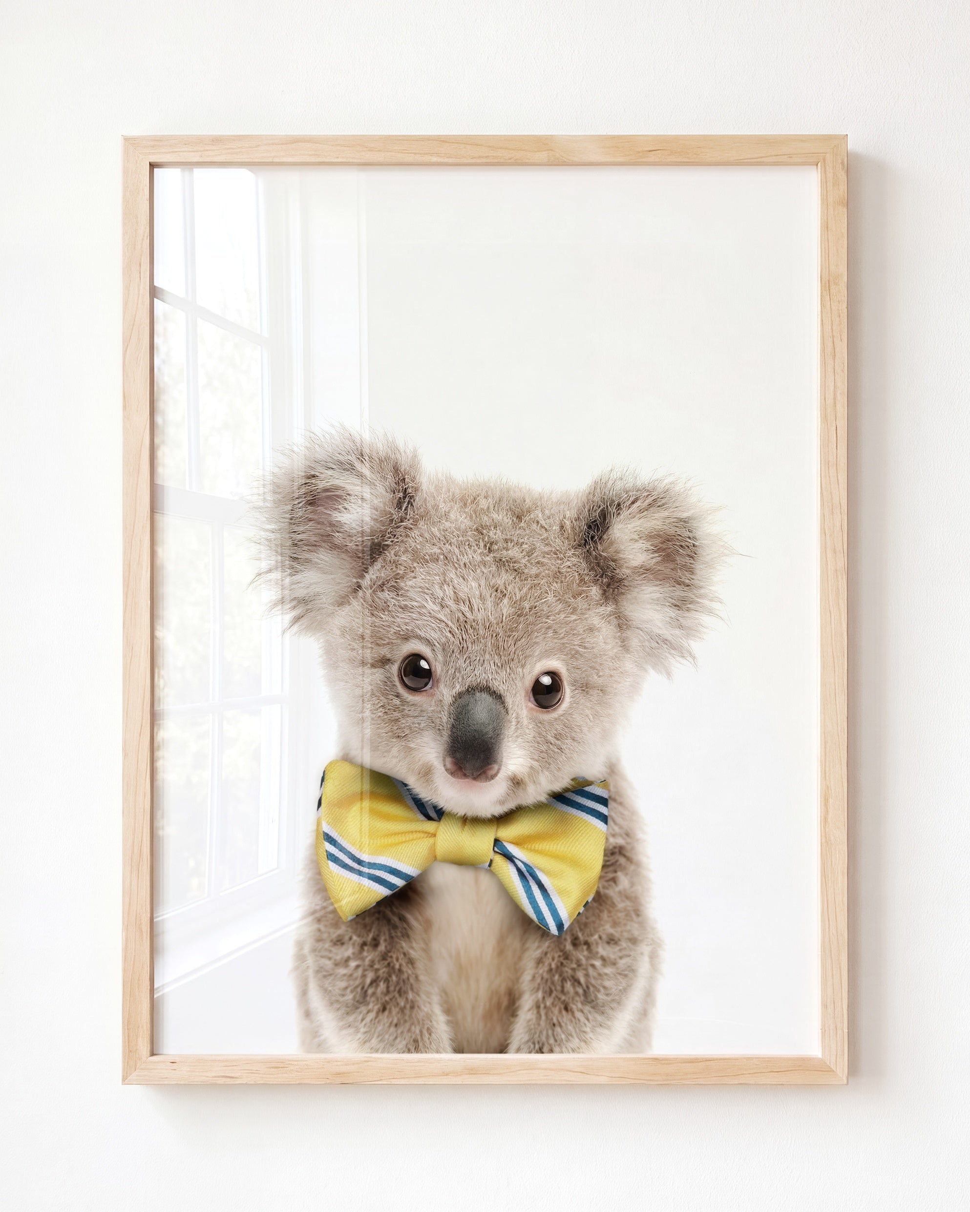 Baby Koala