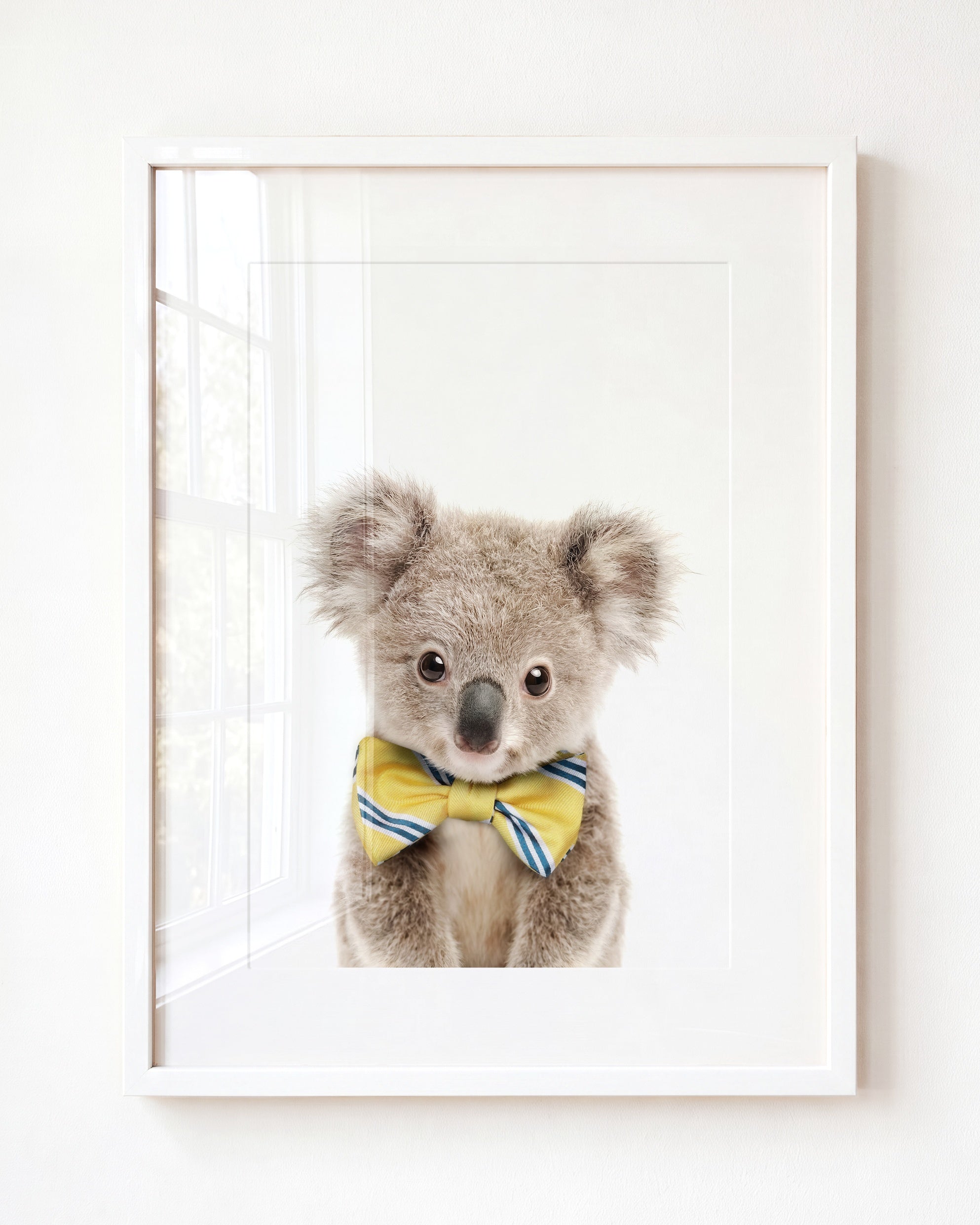 Baby Koala