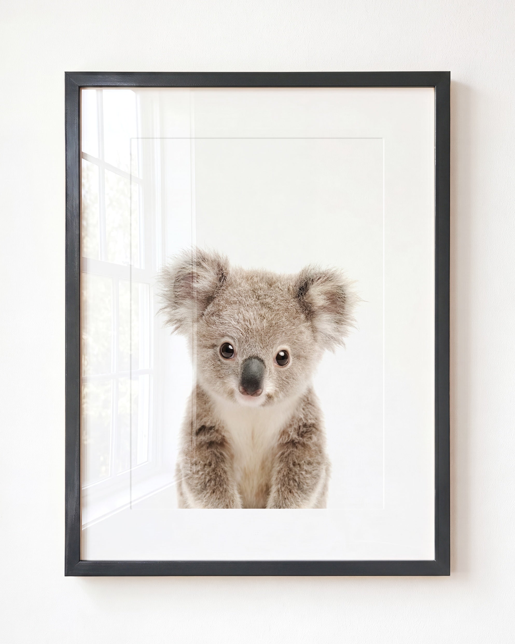 Baby Koala