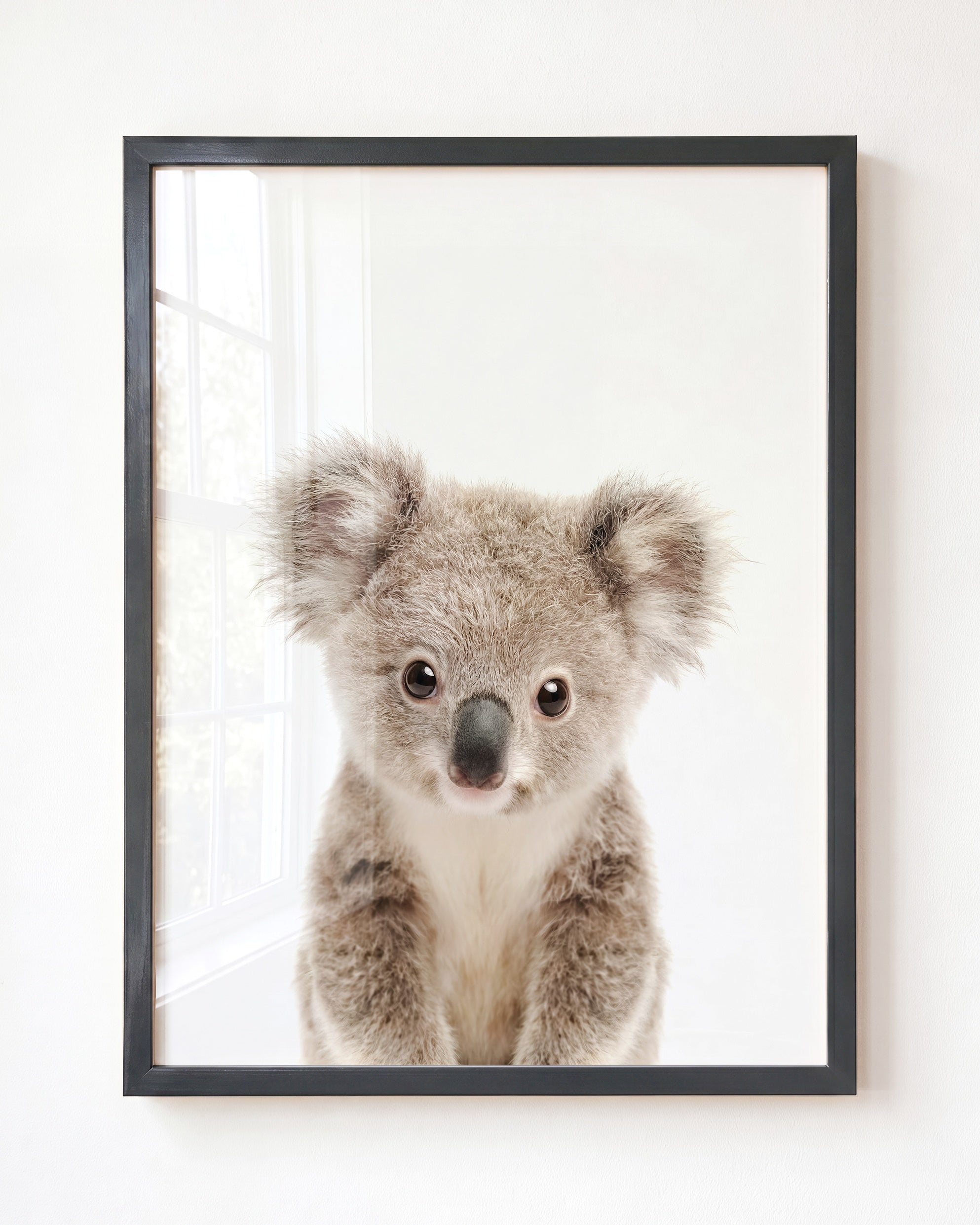 Baby Koala