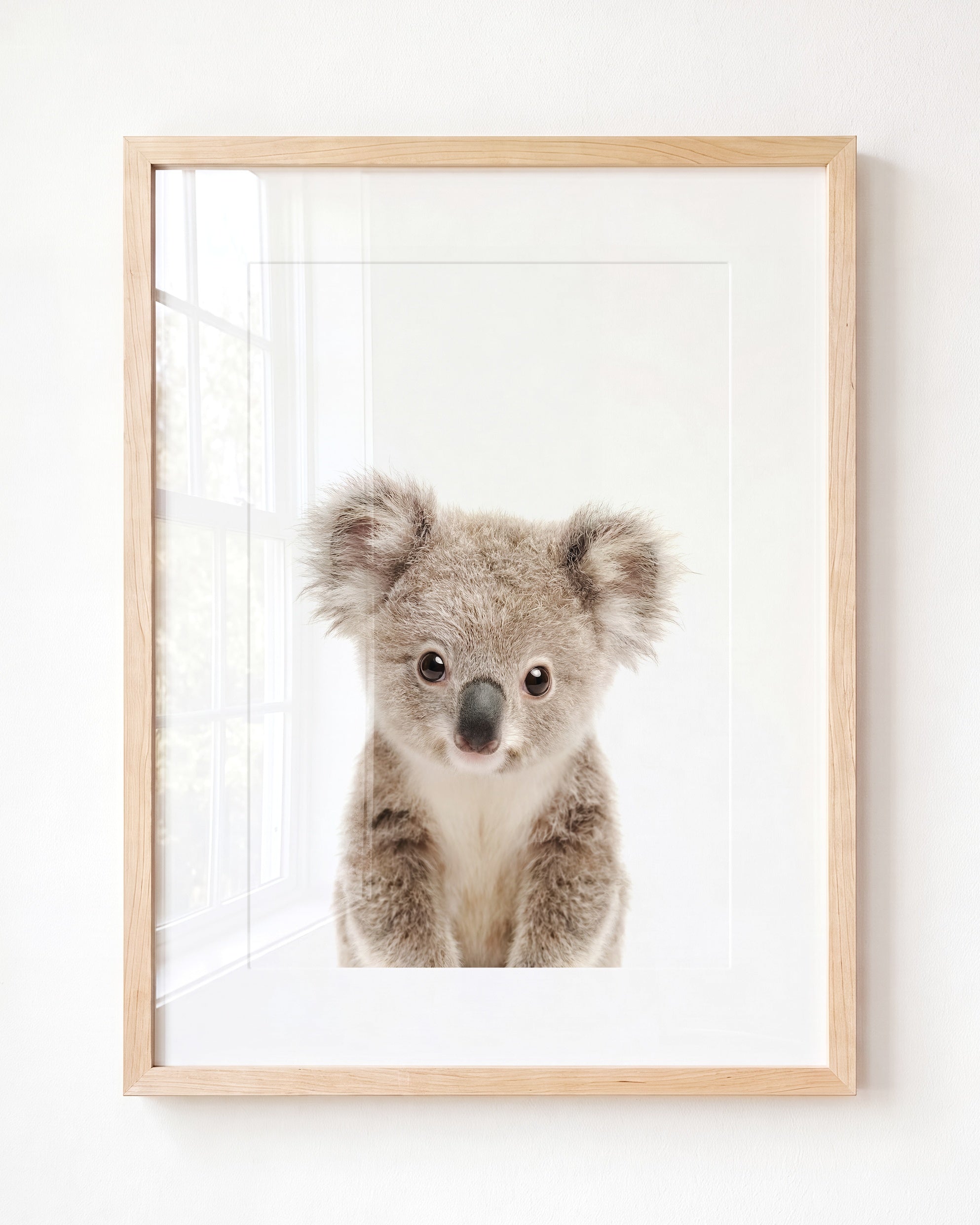 Baby Koala