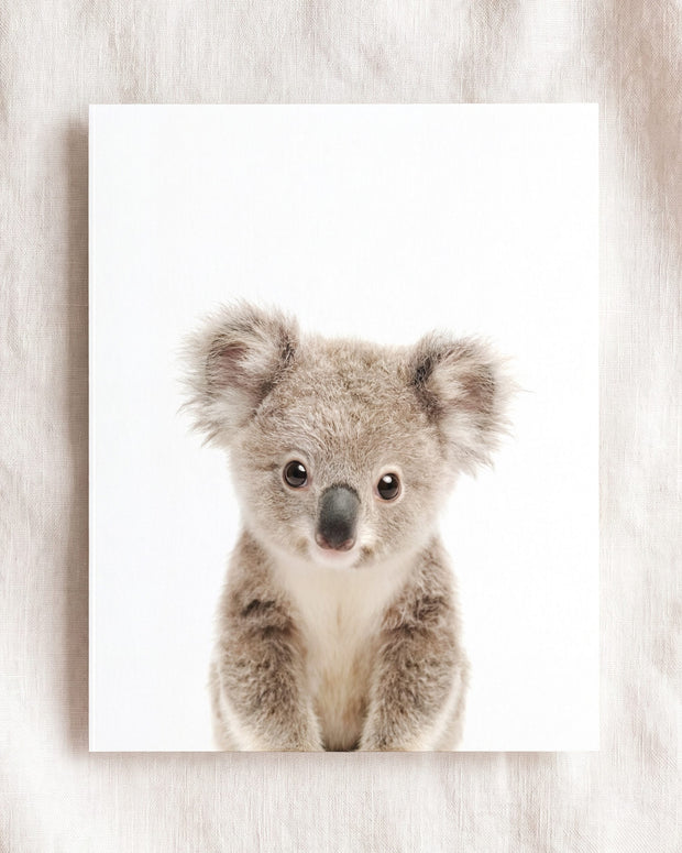 Baby Koala