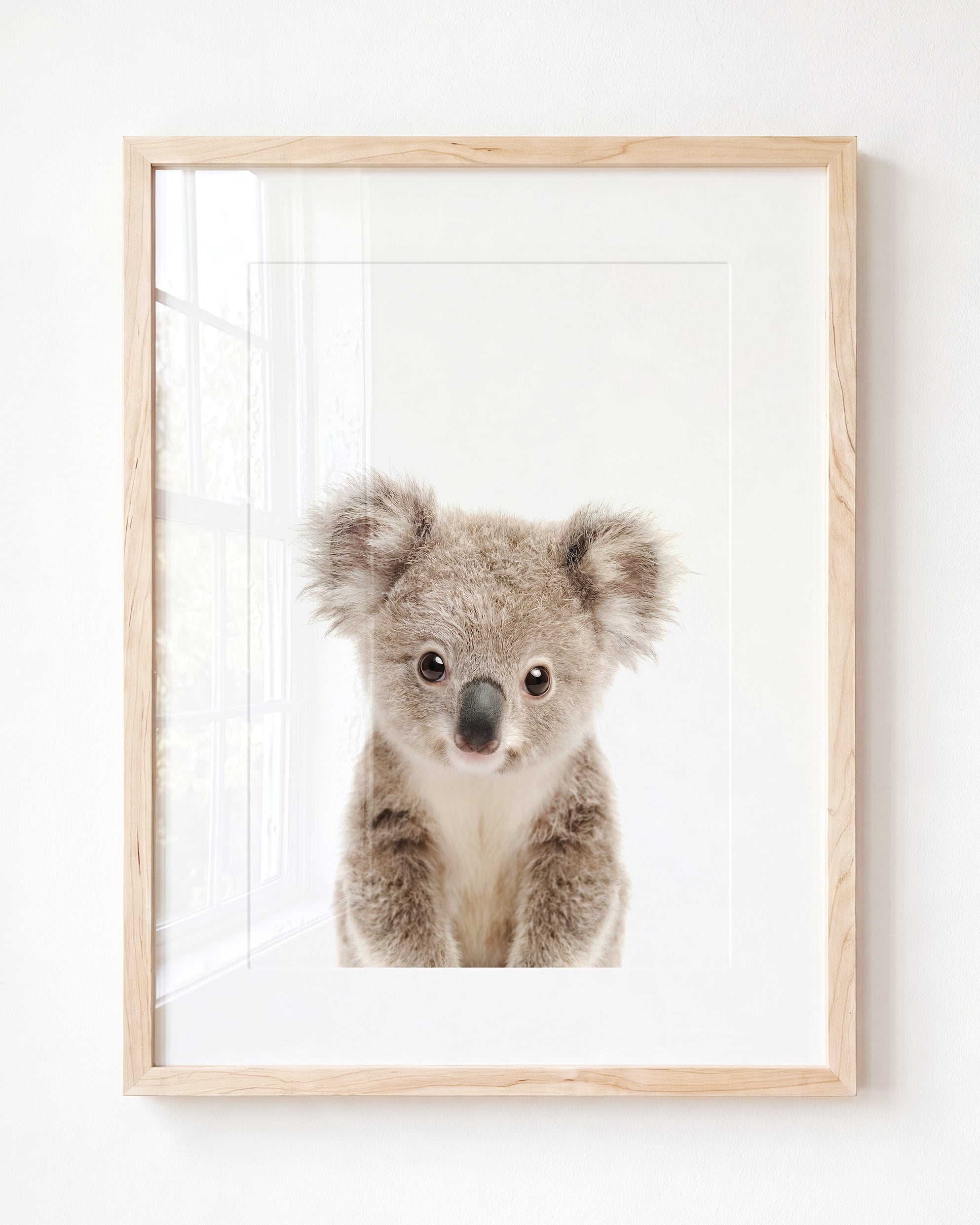 Baby Koala