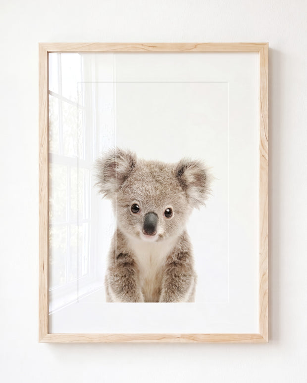 Baby Koala