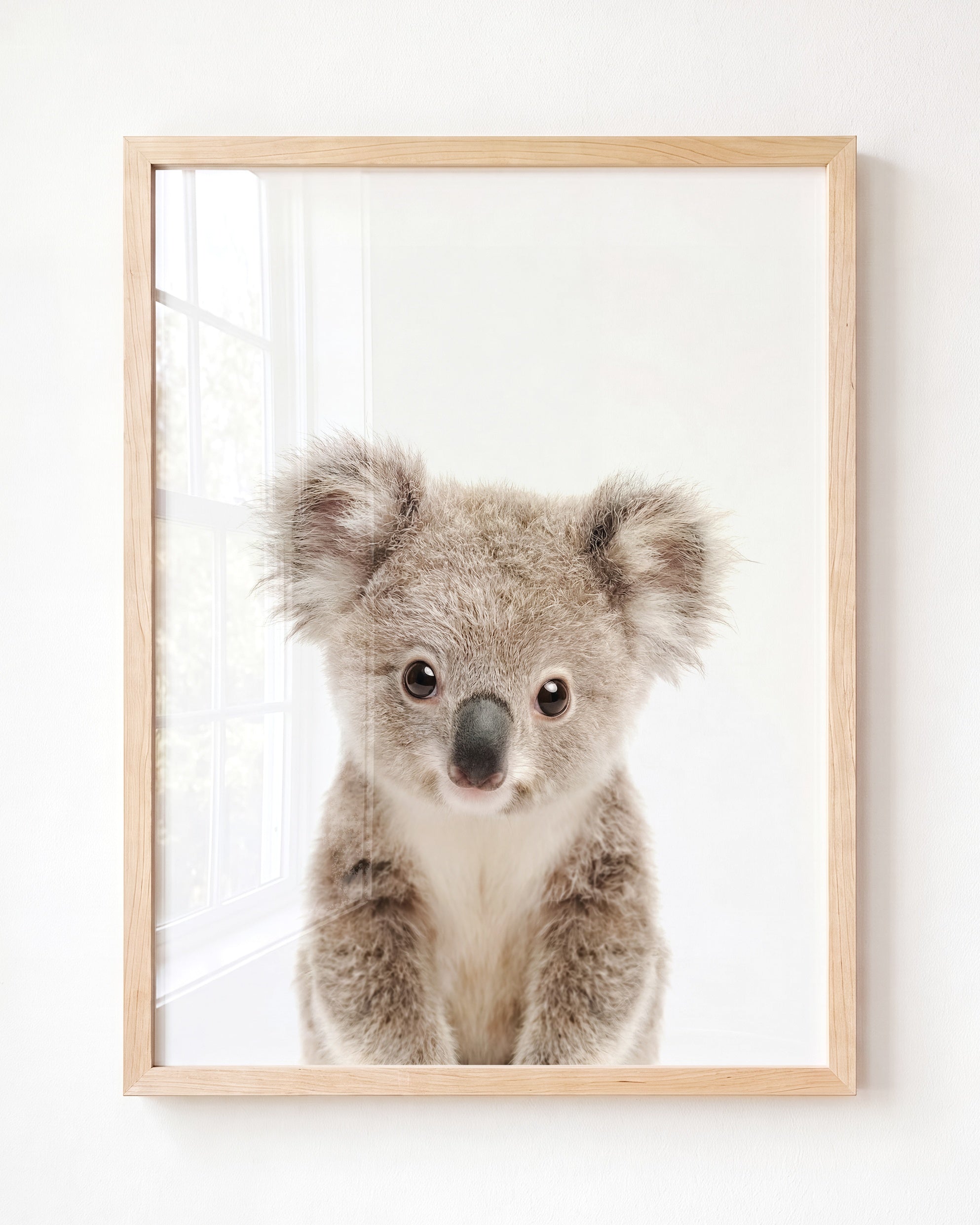 Baby Koala