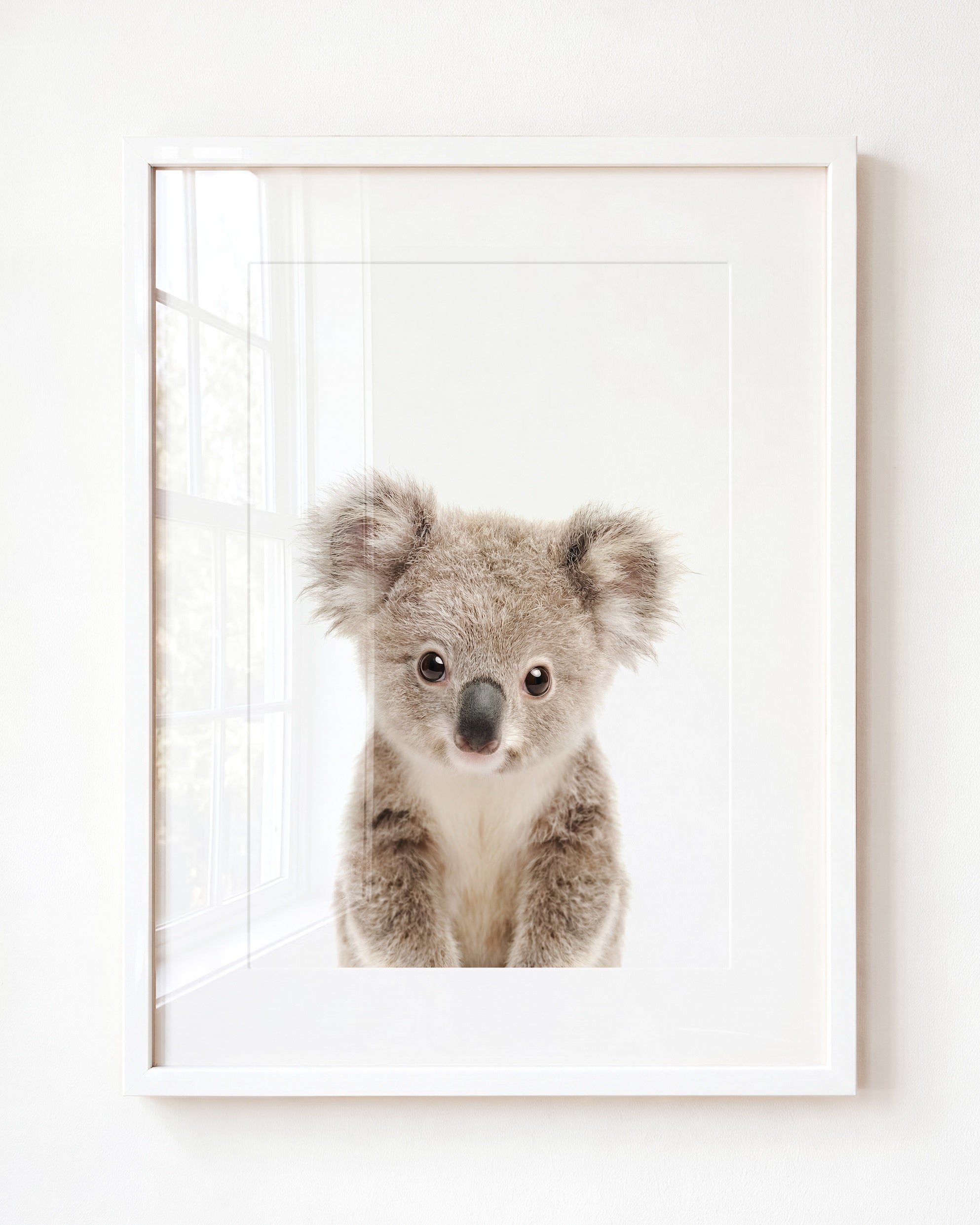 Baby Koala