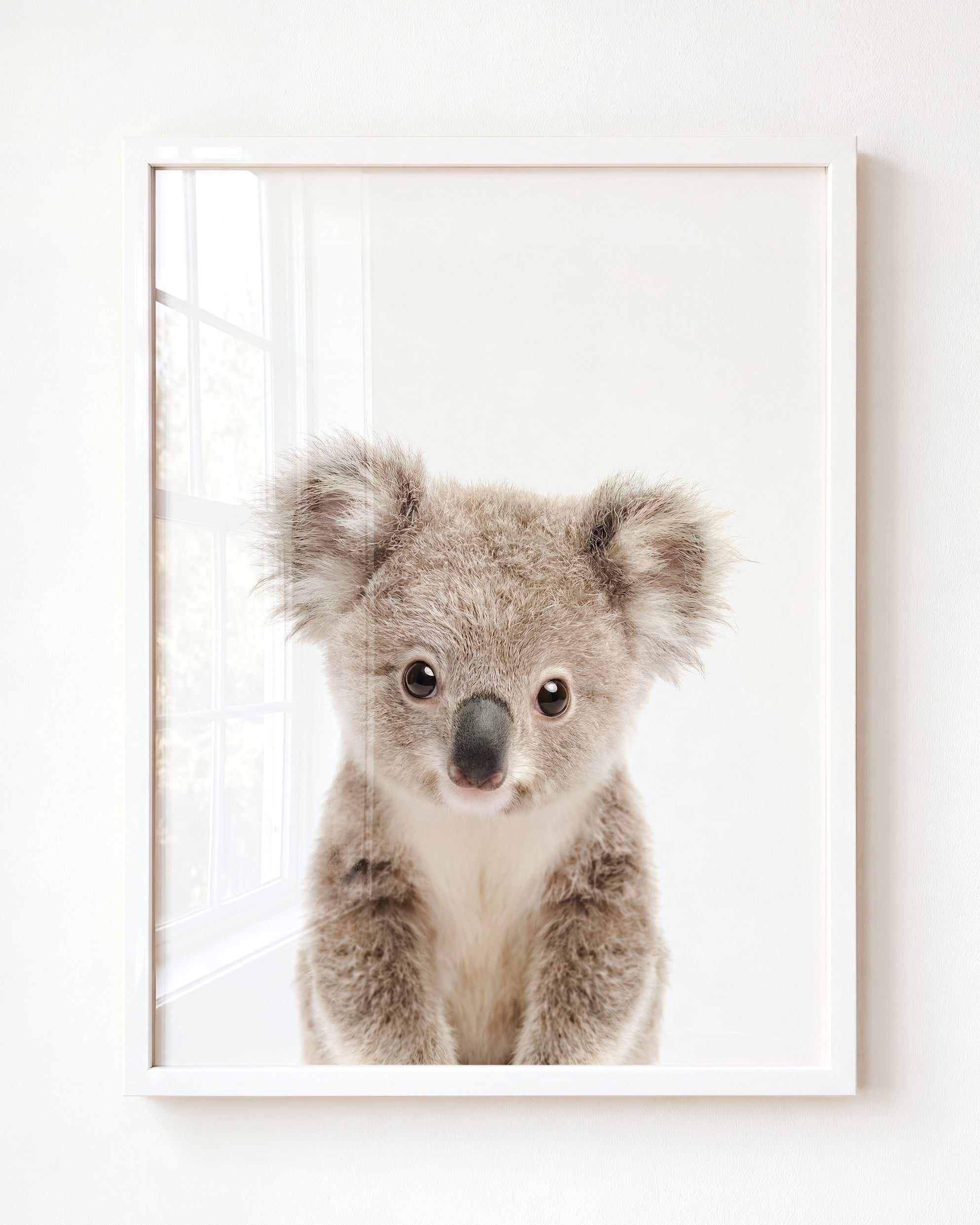 Baby Koala