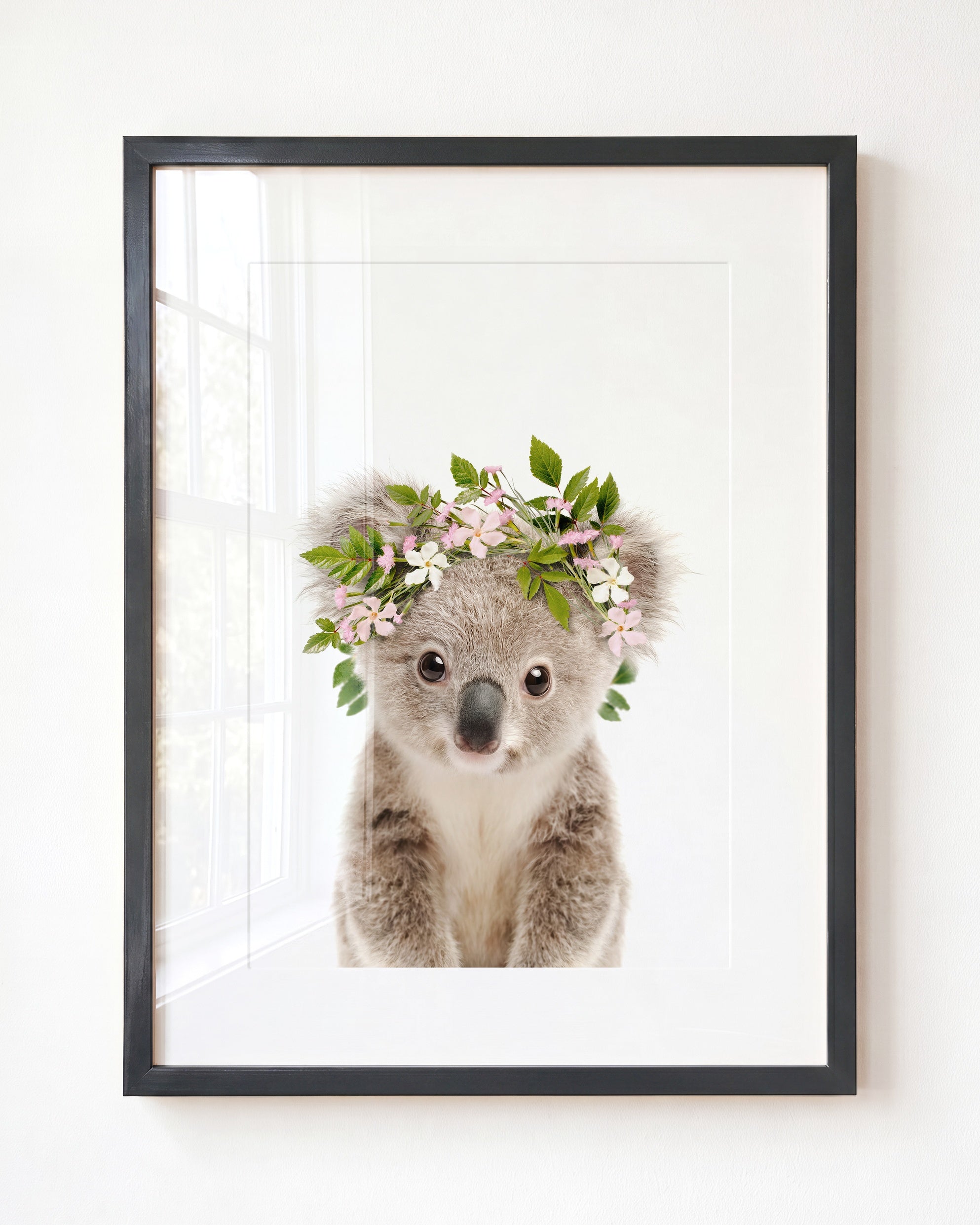 Baby Koala