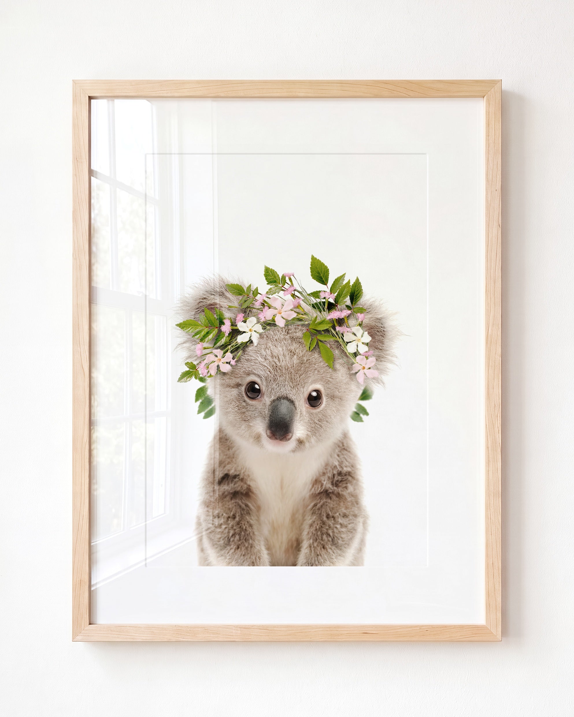 Baby Koala