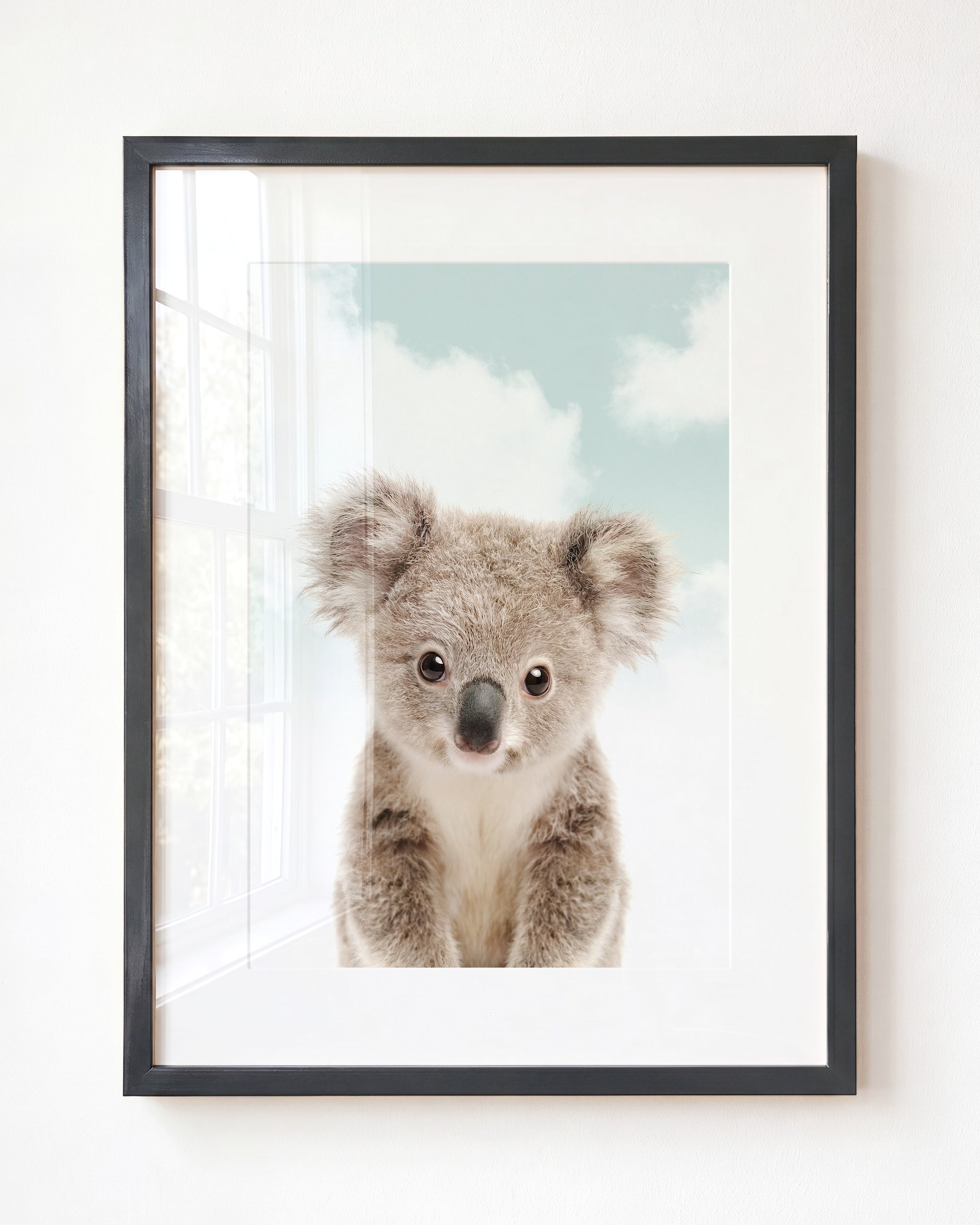 Baby Koala