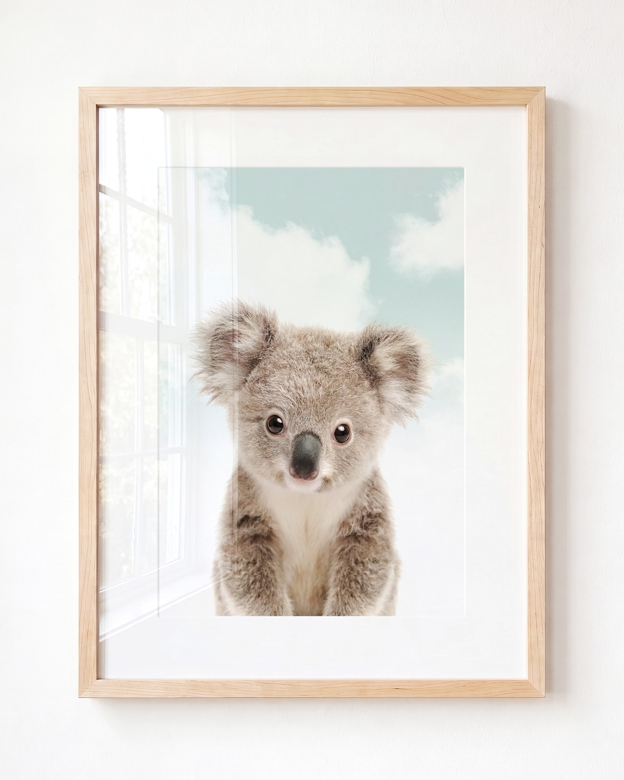 Baby Koala