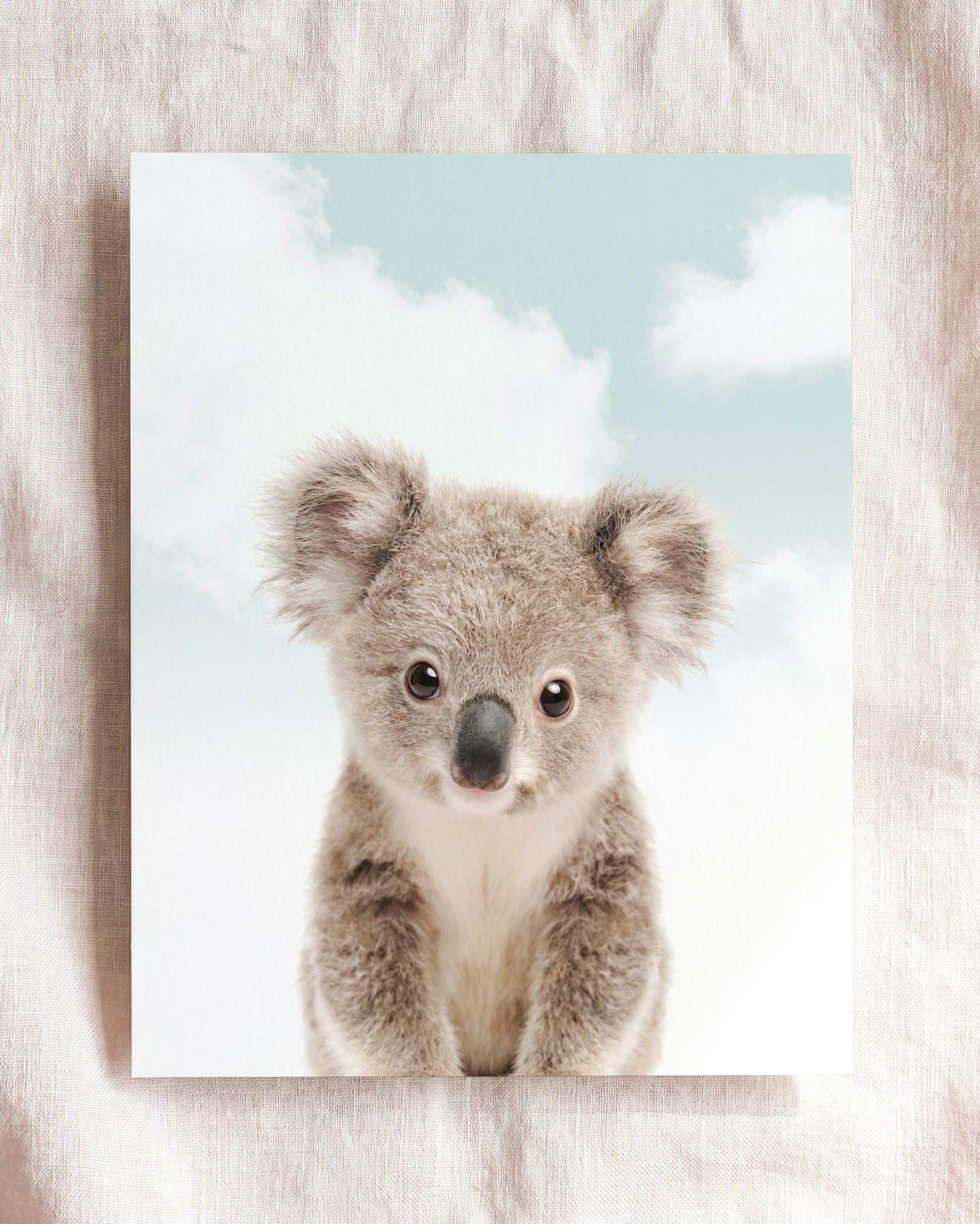 Baby Koala