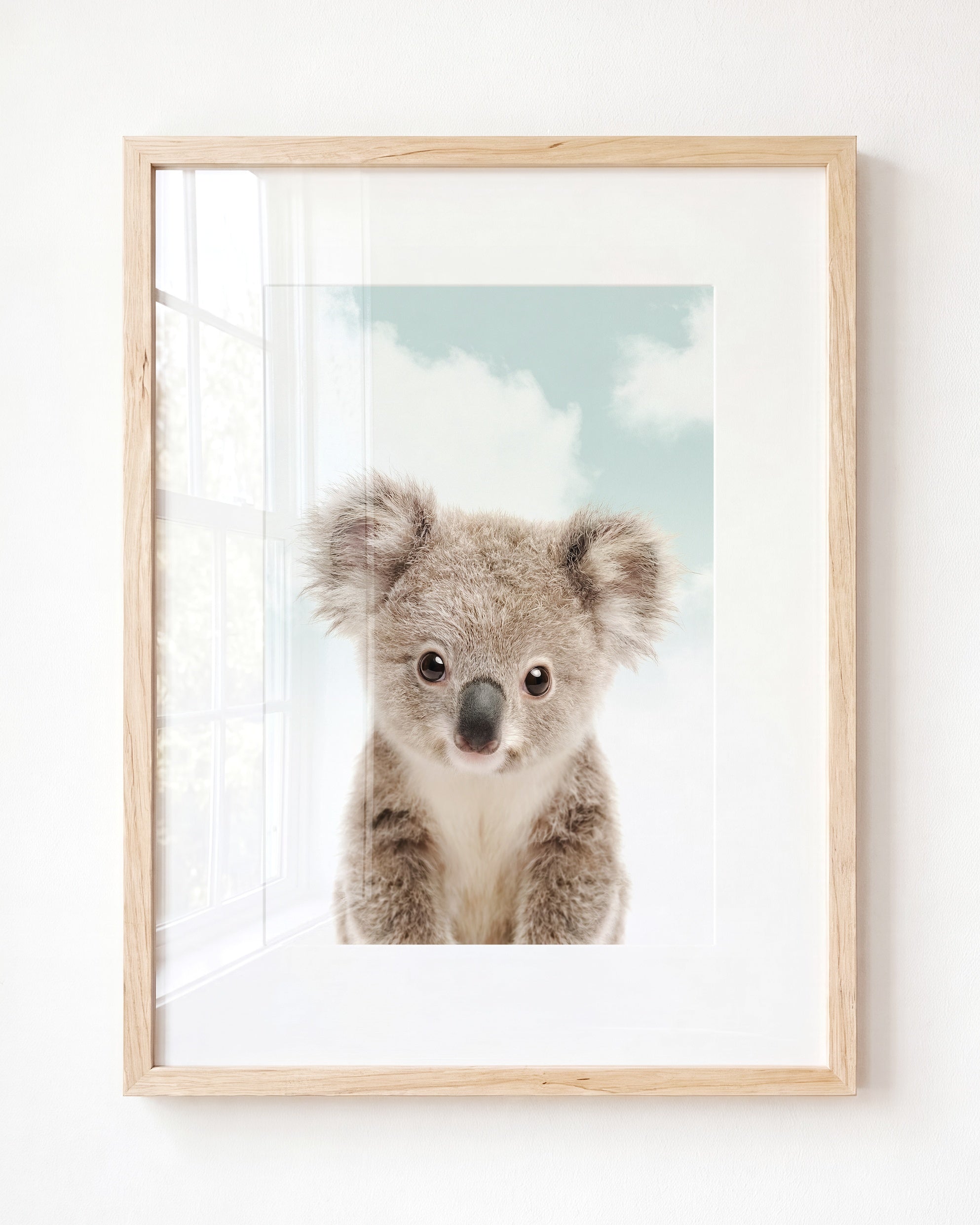 Baby Koala