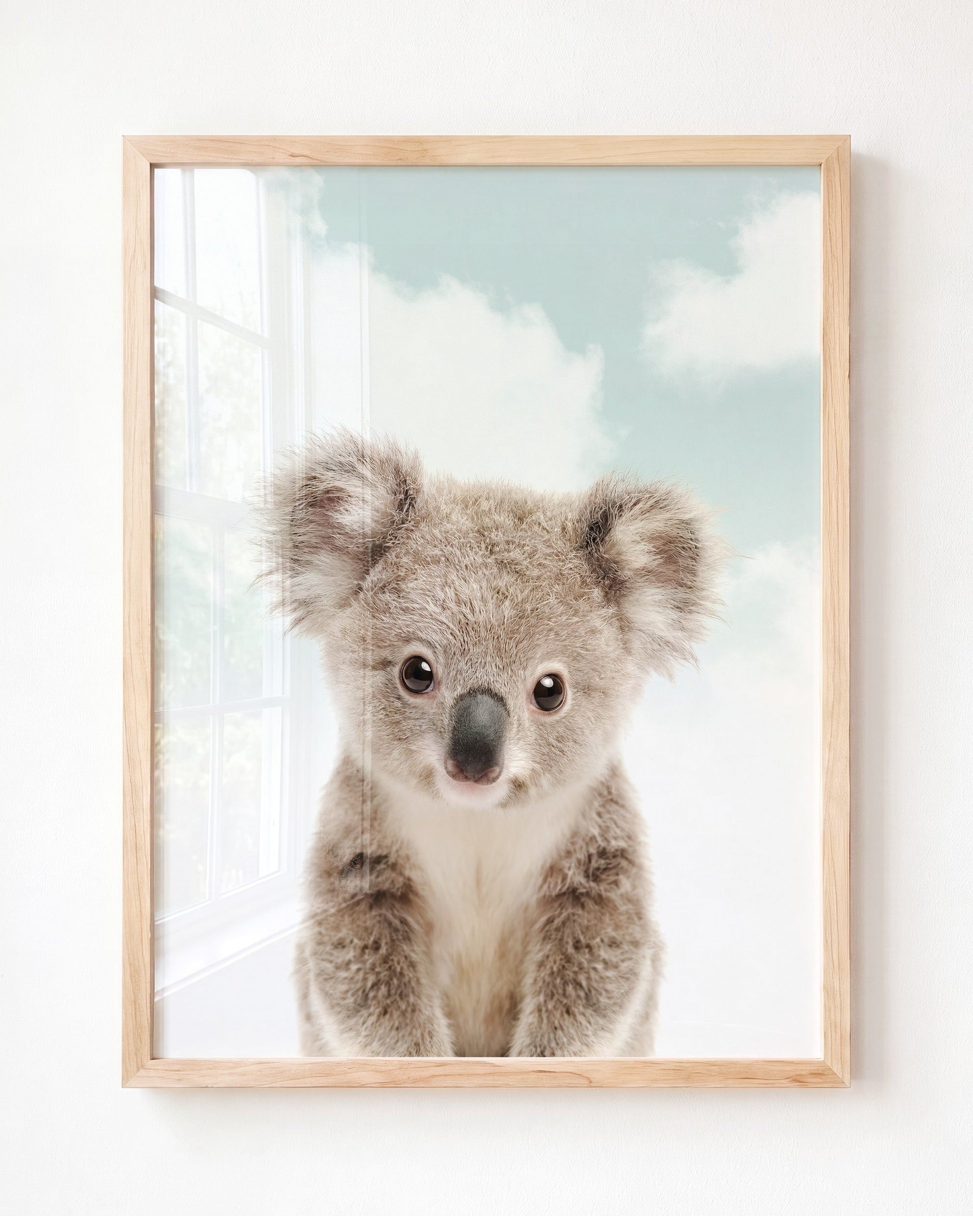 Baby Koala