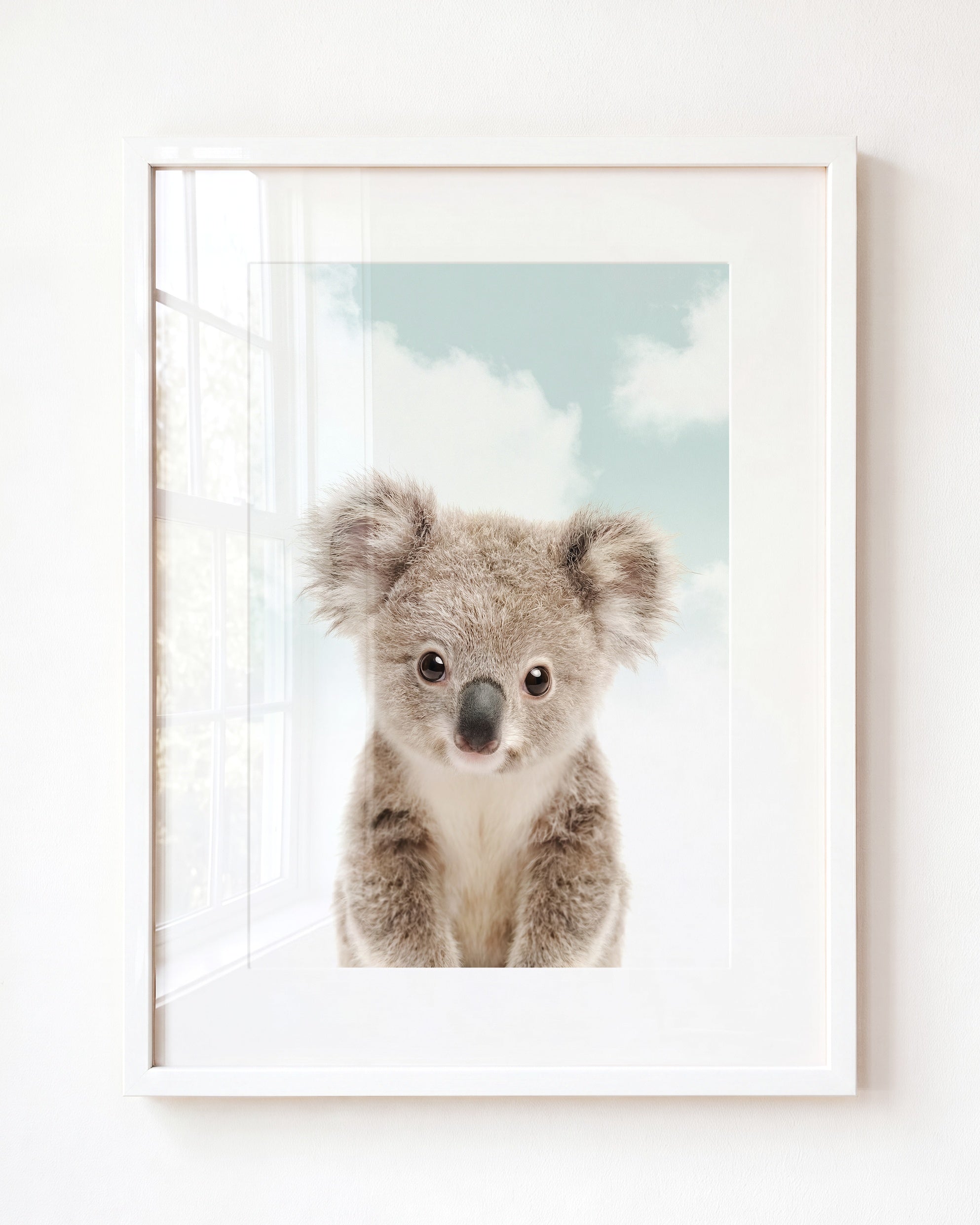 Baby Koala