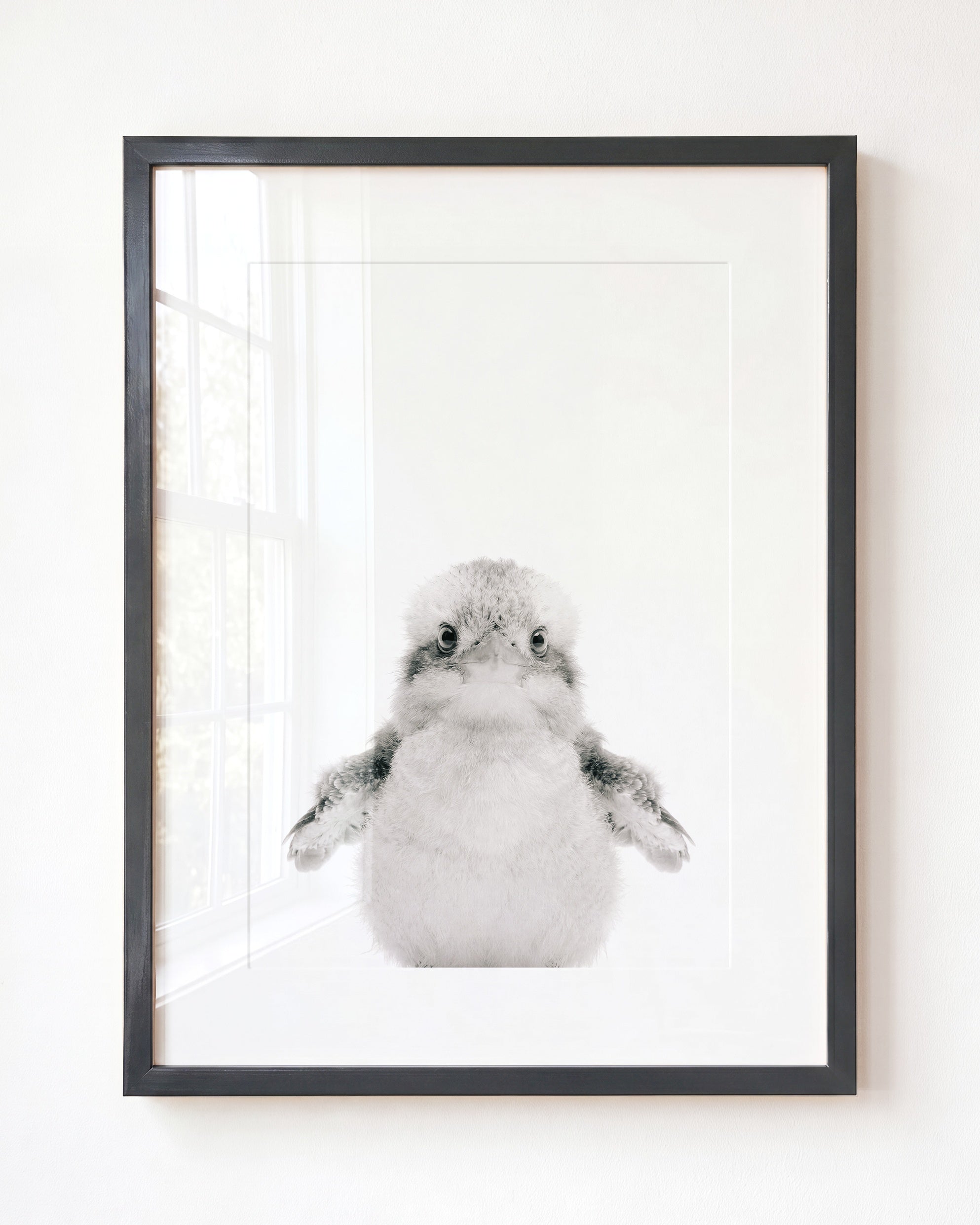 Baby Kookaburra