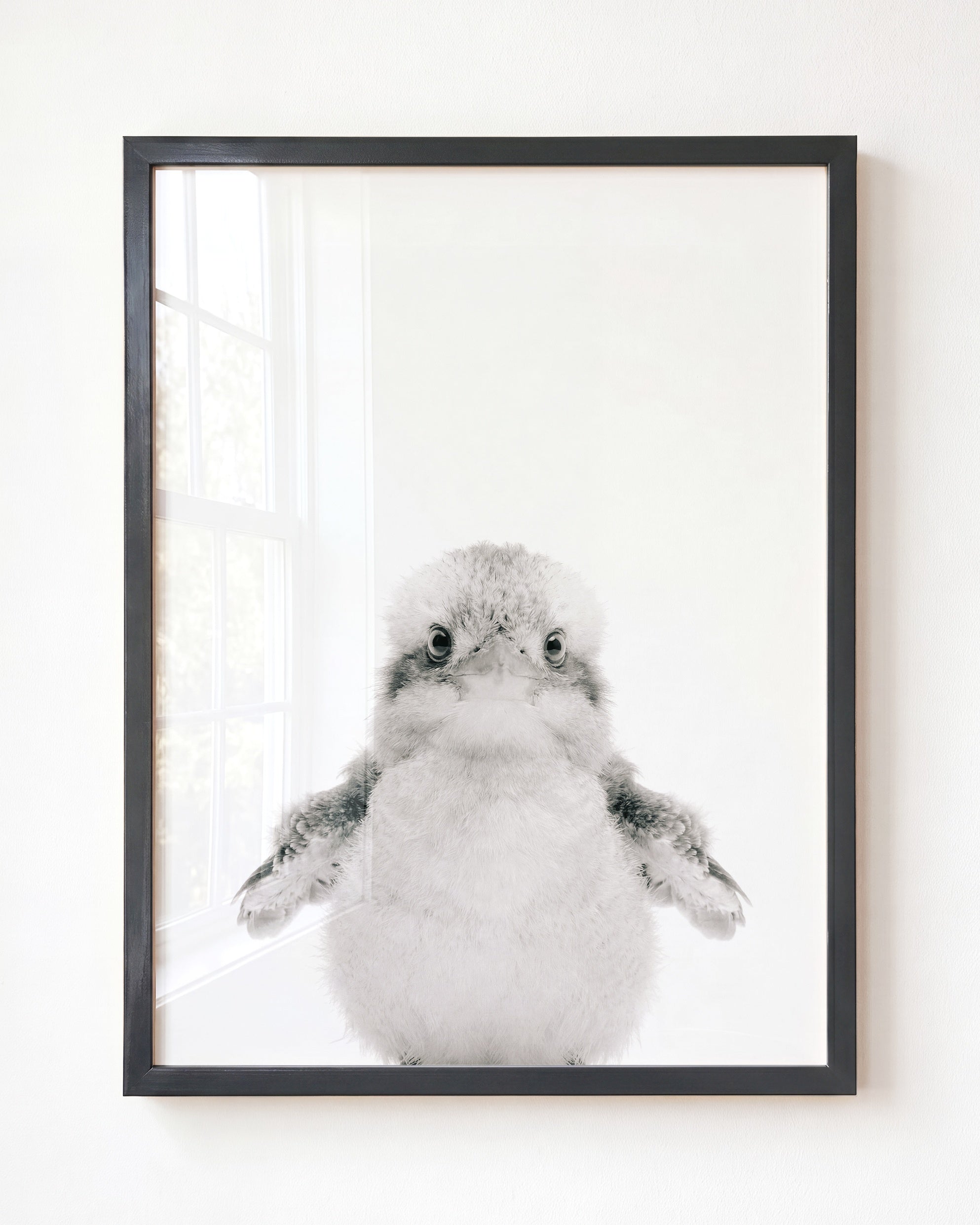 Baby Kookaburra