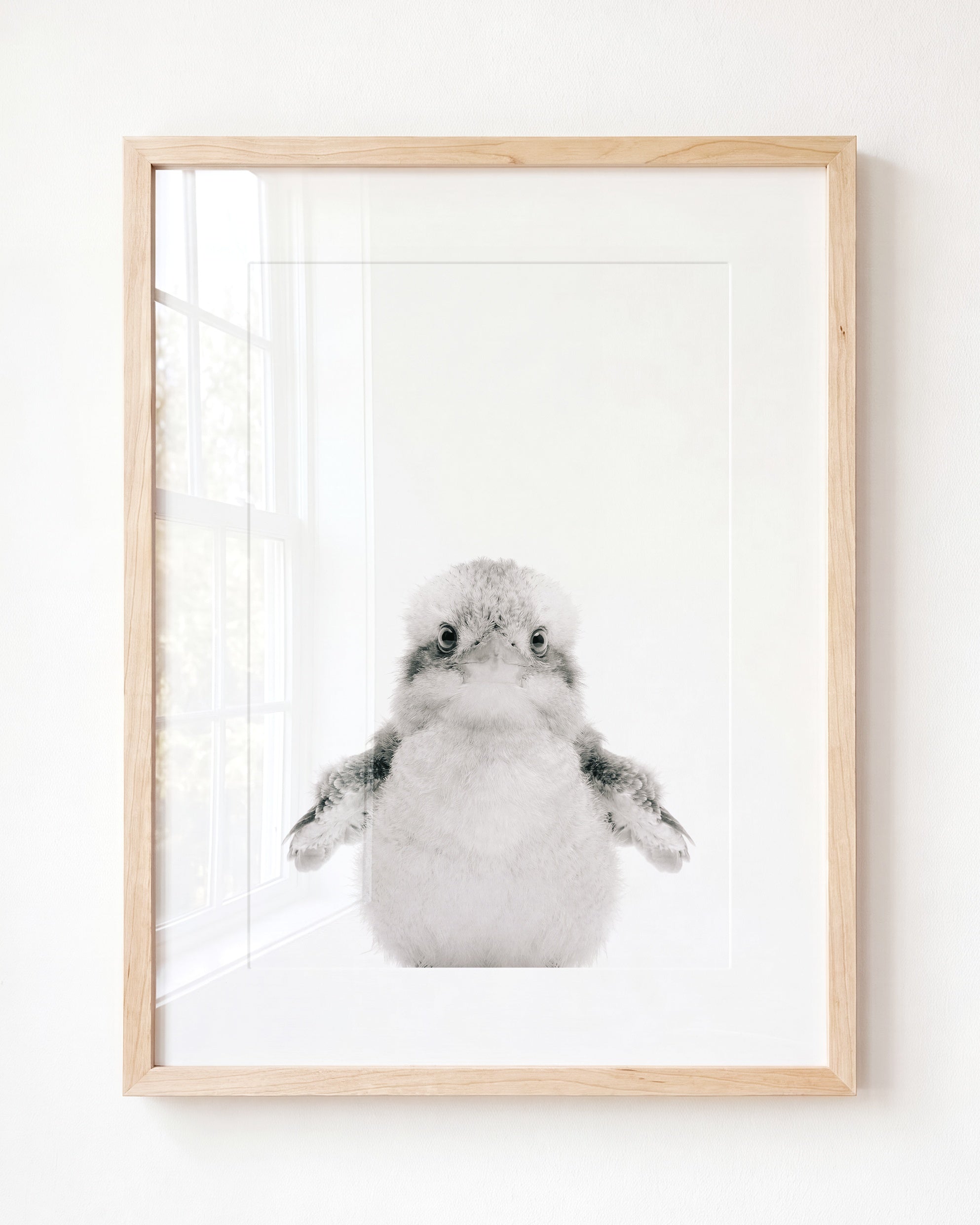 Baby Kookaburra