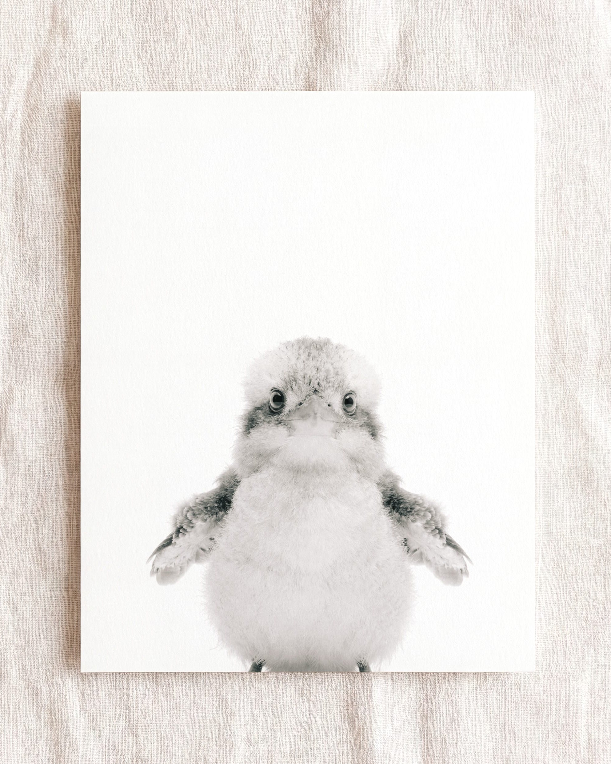 Baby Kookaburra