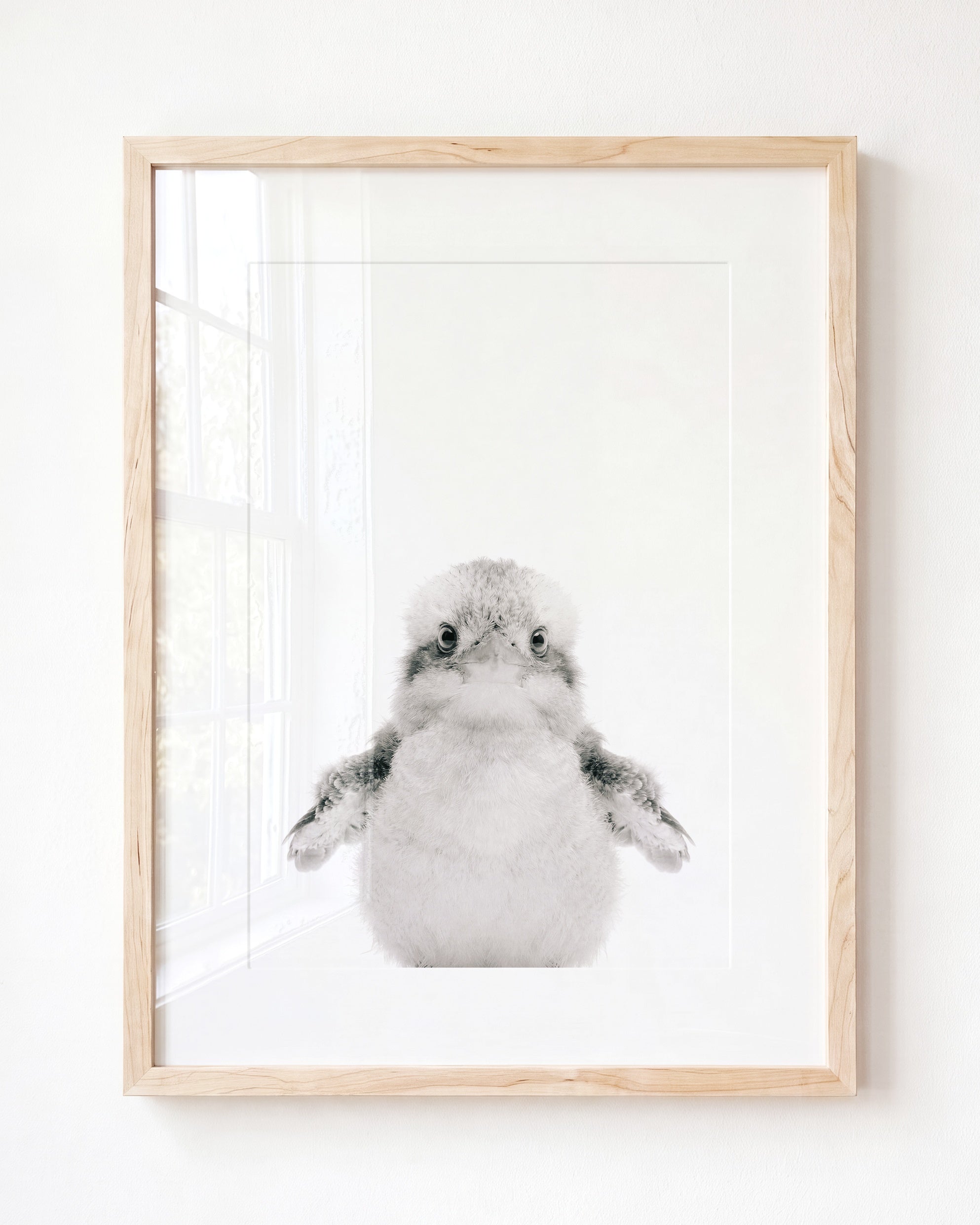 Baby Kookaburra