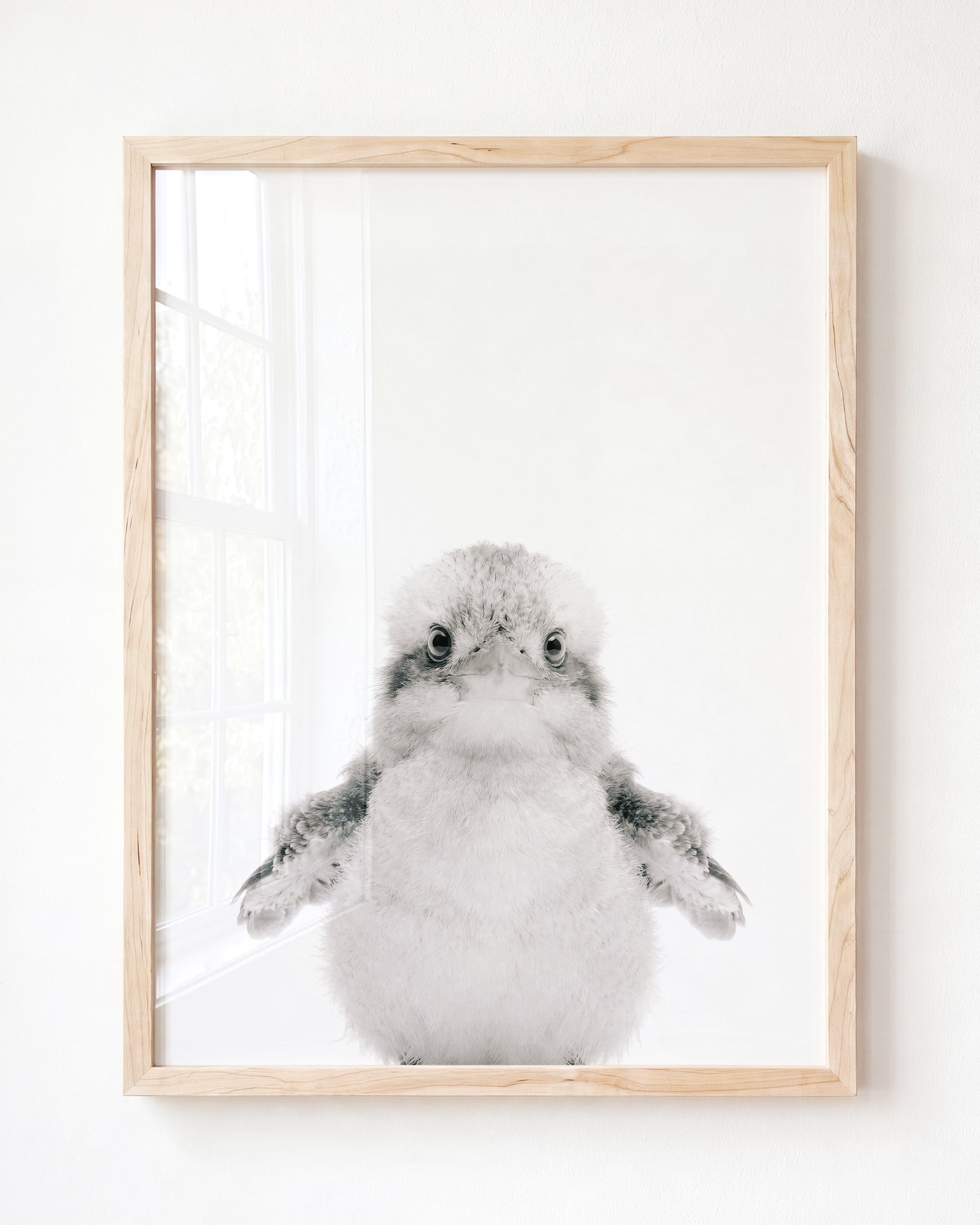 Baby Kookaburra
