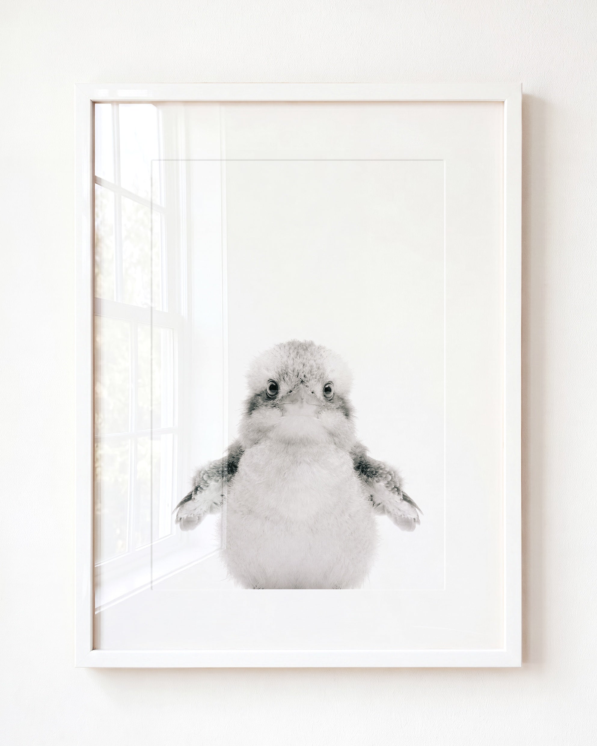 Baby Kookaburra