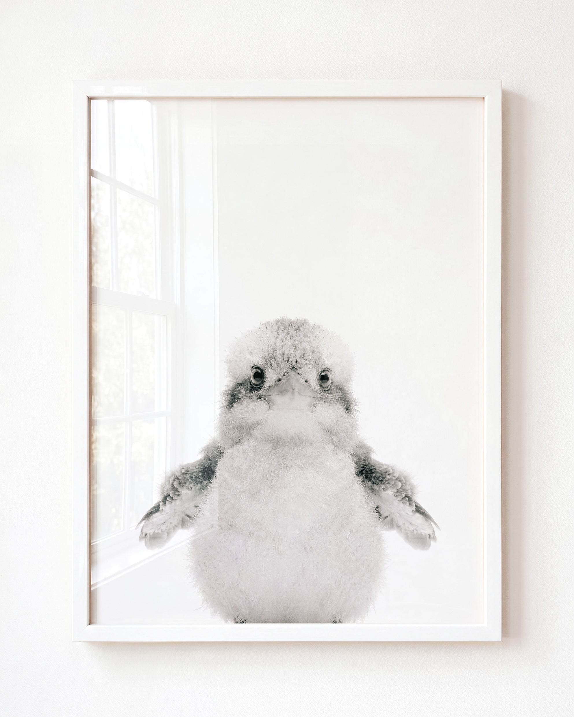 Baby Kookaburra