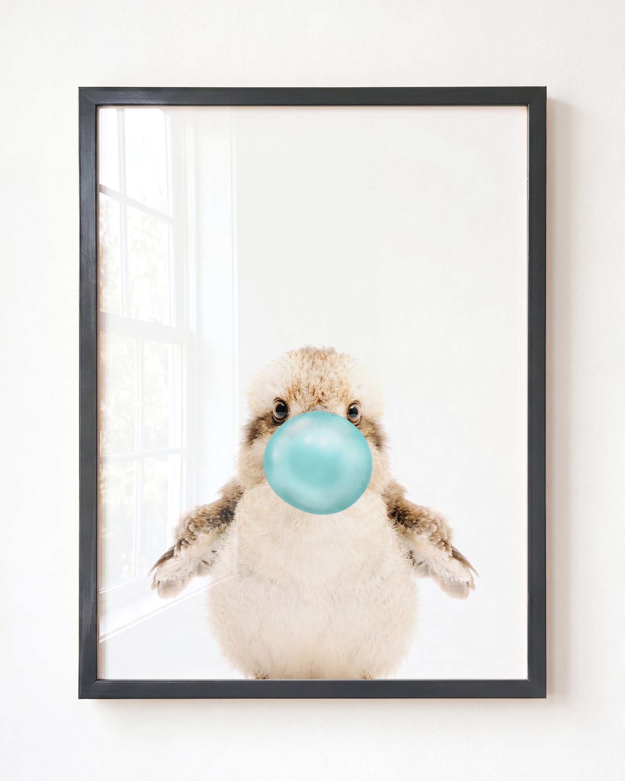 Baby Kookaburra