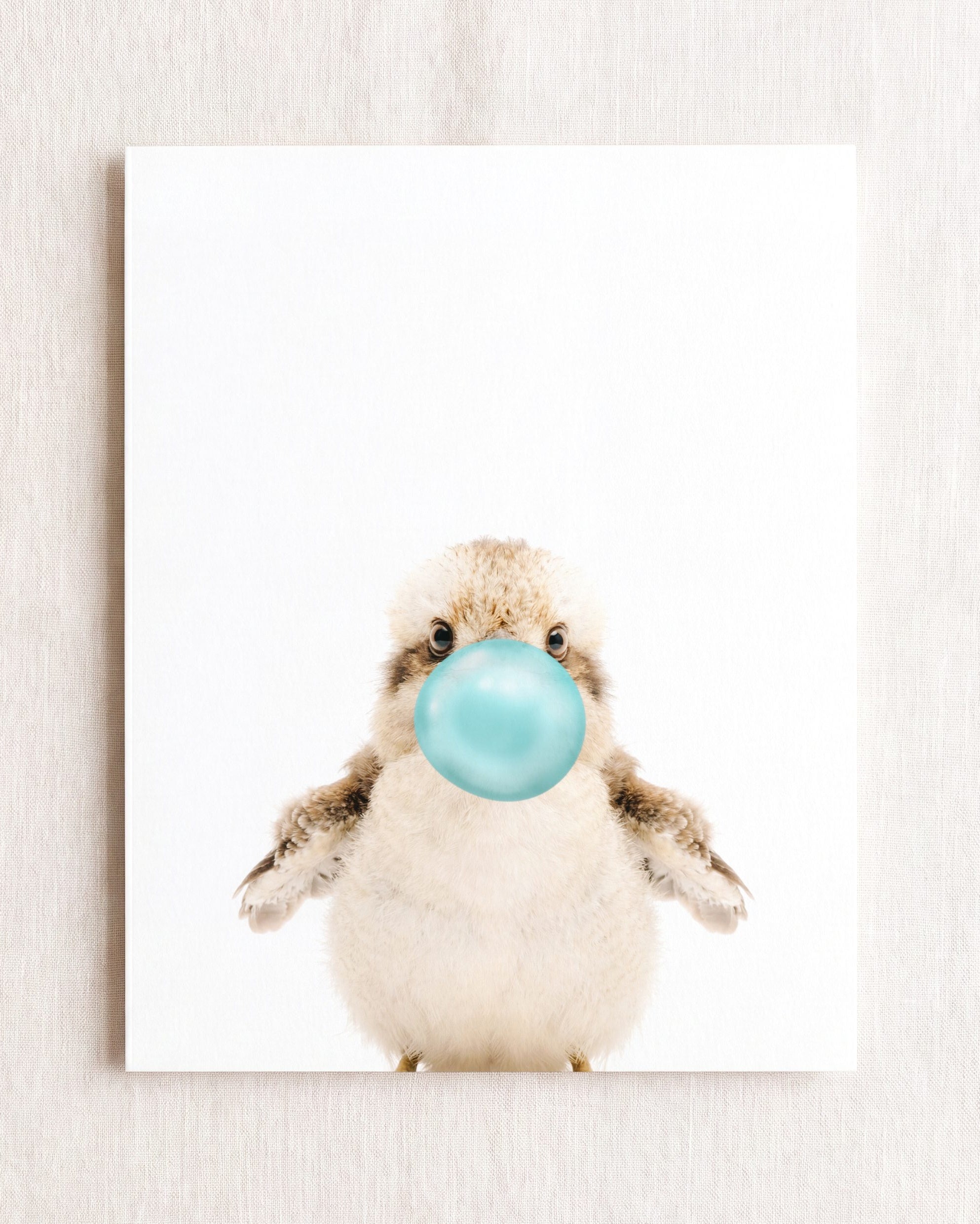 Baby Kookaburra