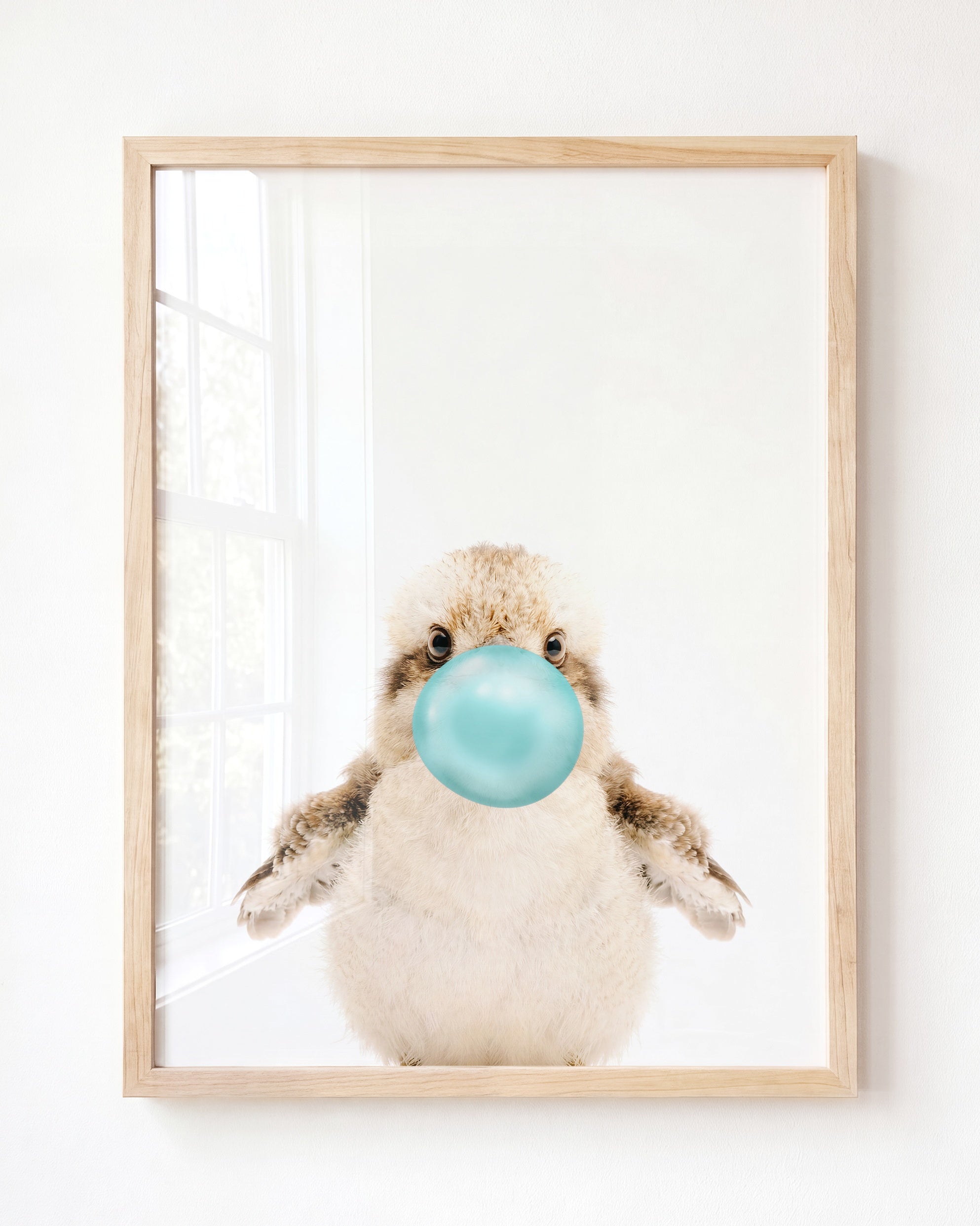 Baby Kookaburra