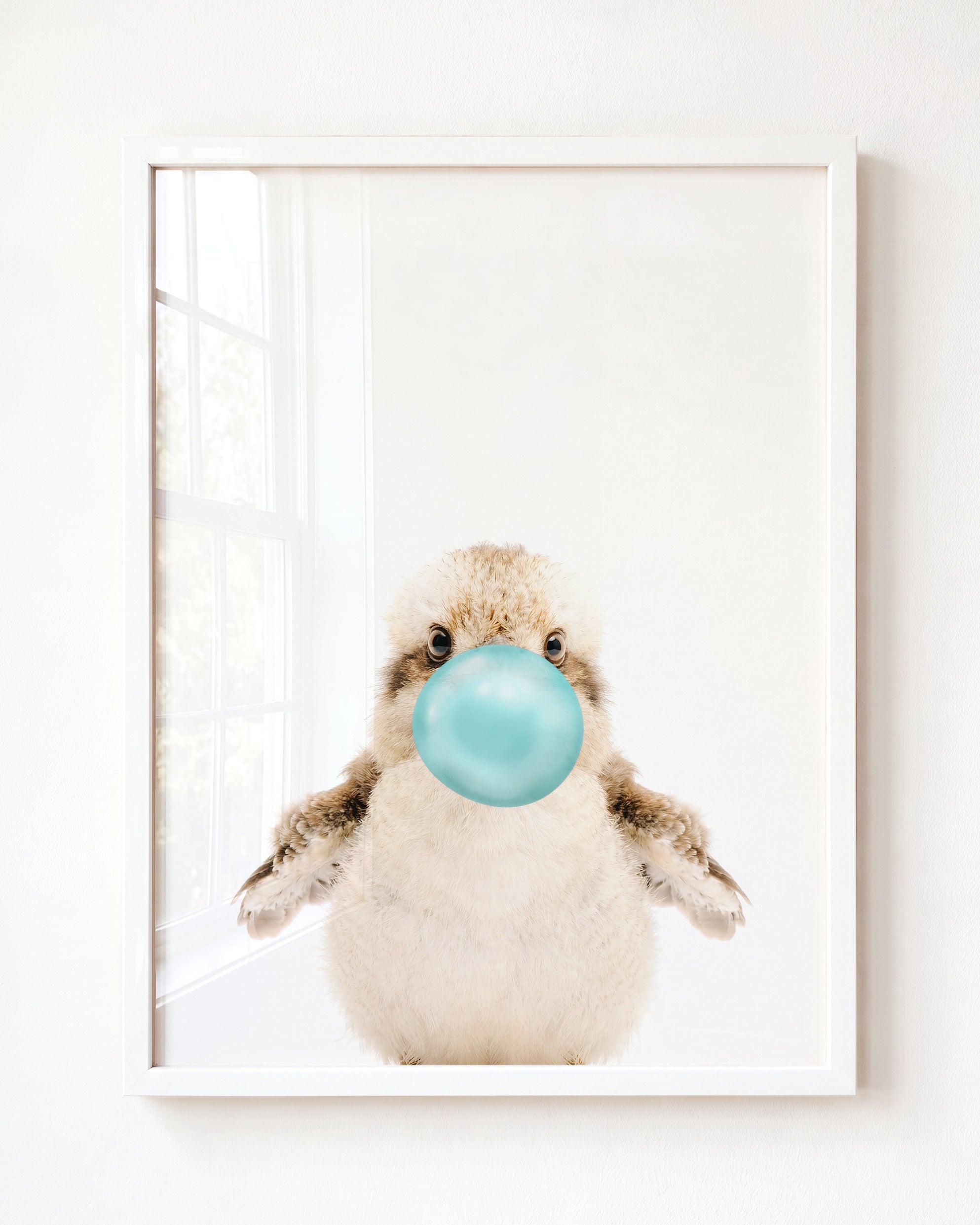 Baby Kookaburra