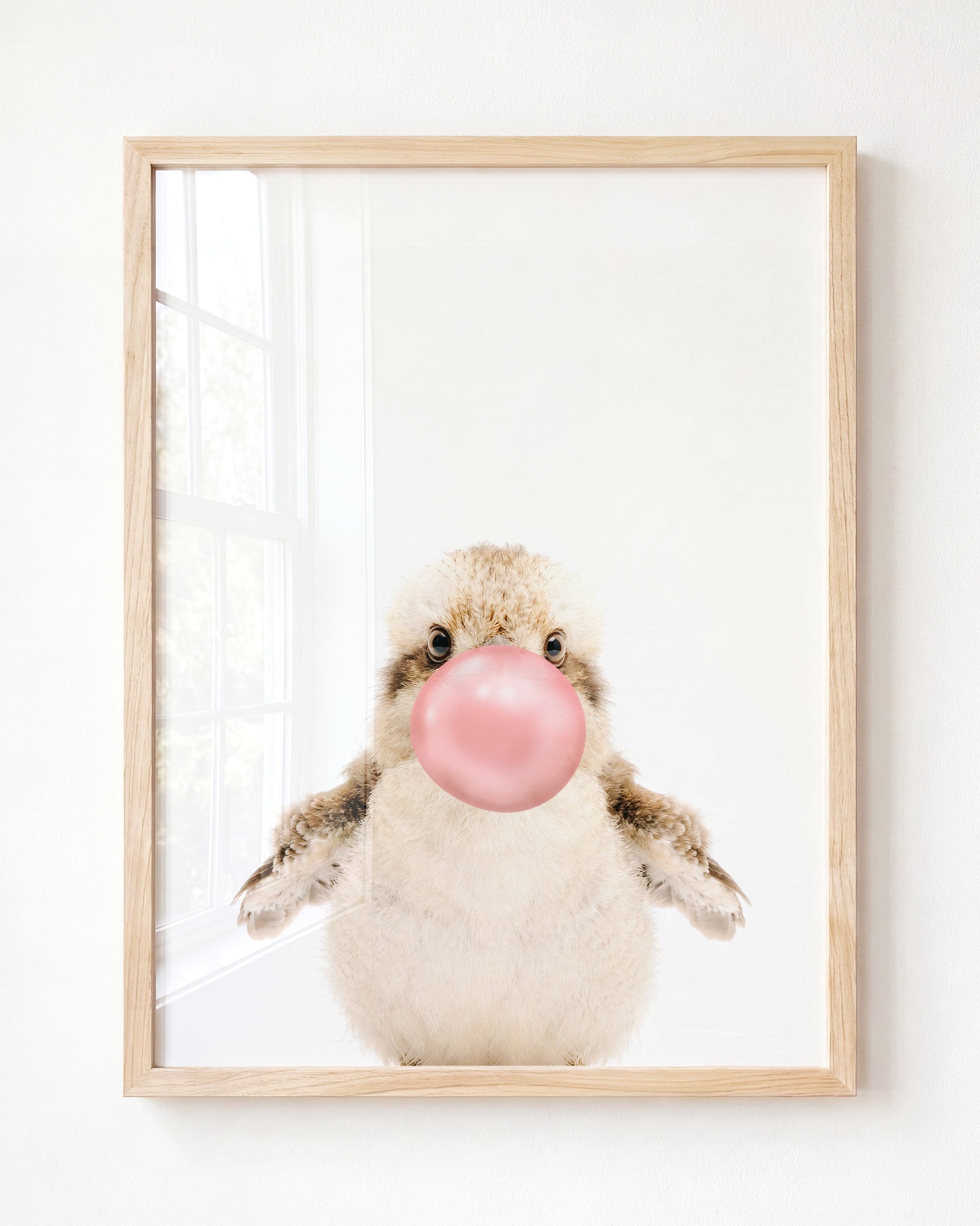 Baby Kookaburra