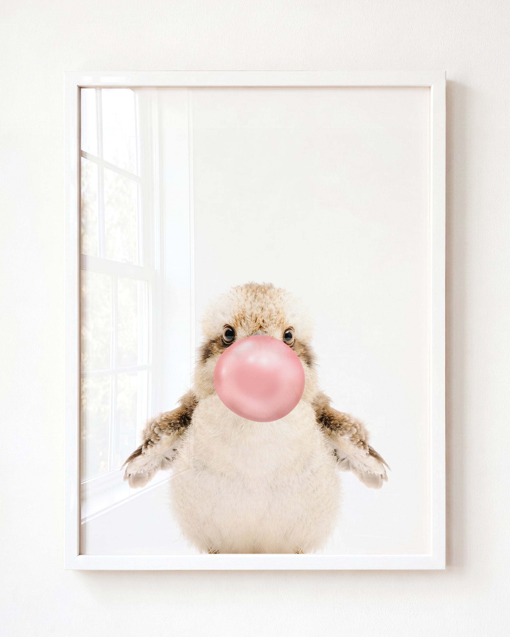 Baby Kookaburra