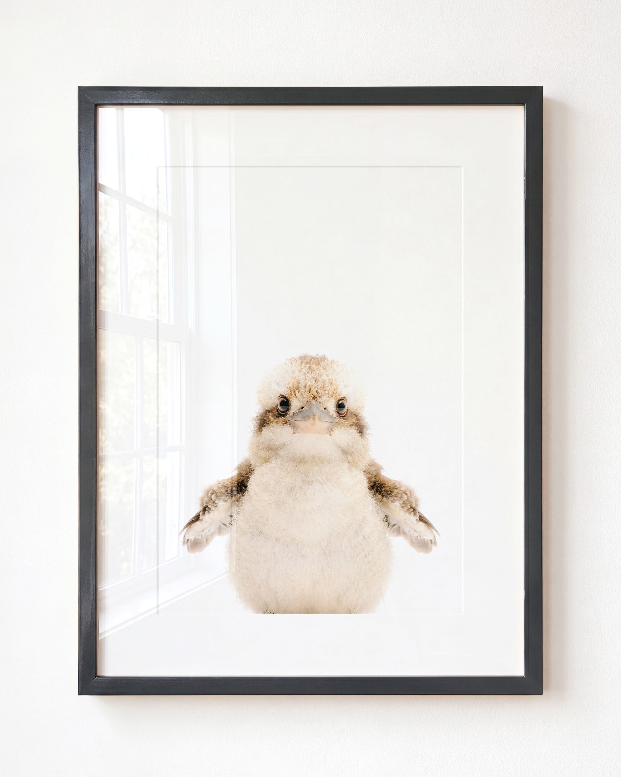 Baby Kookaburra