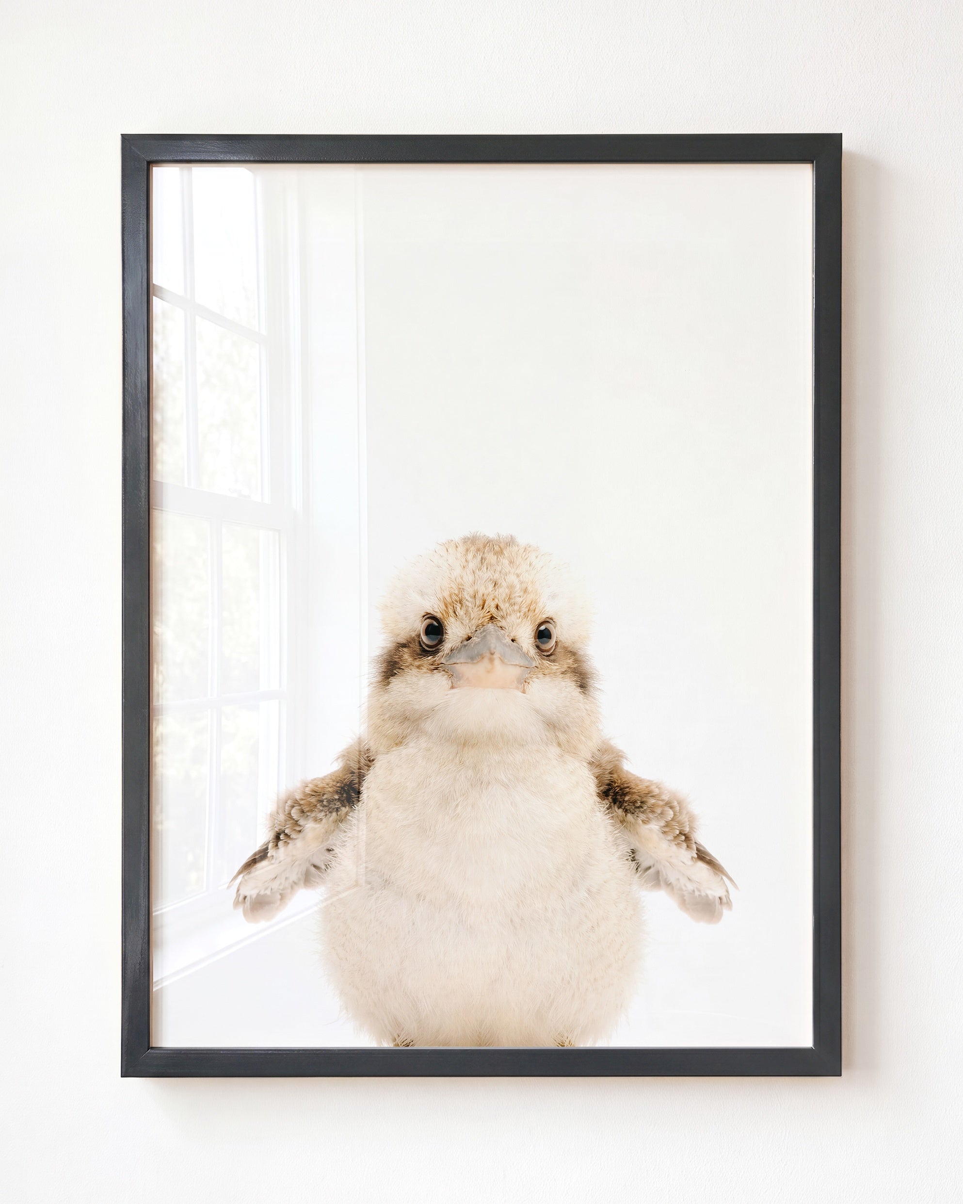 Baby Kookaburra